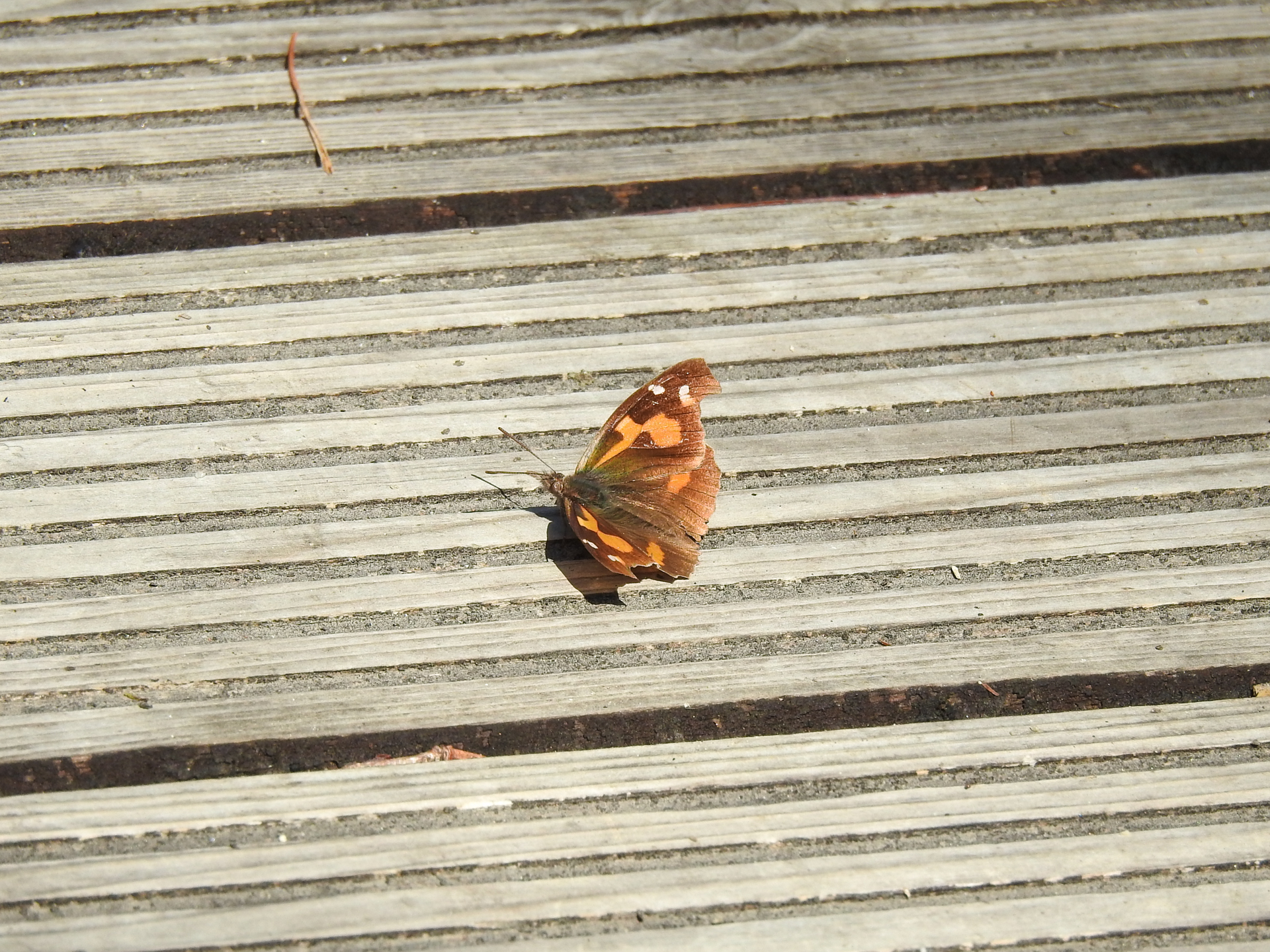 f:id:qayap:20200315231446j:plain