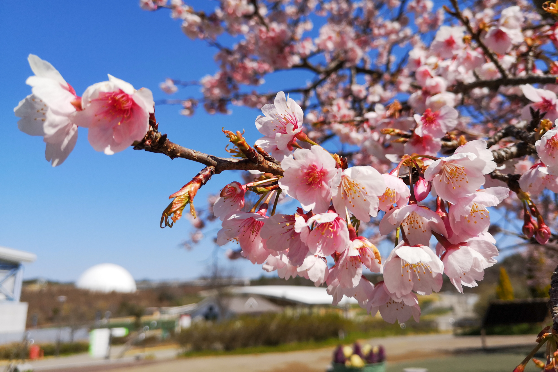 f:id:qayap:20200315232255j:plain