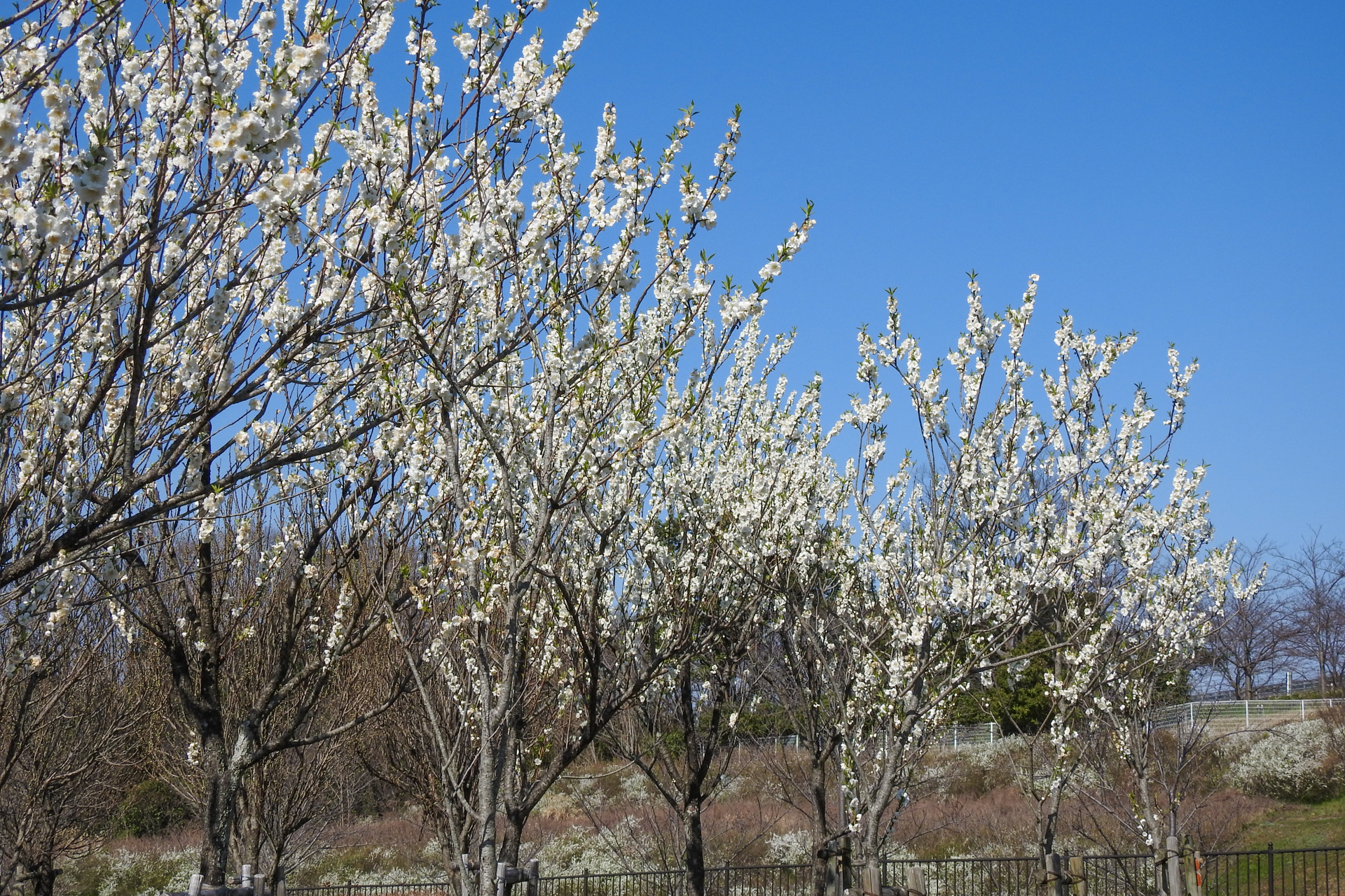 f:id:qayap:20200315232348j:plain