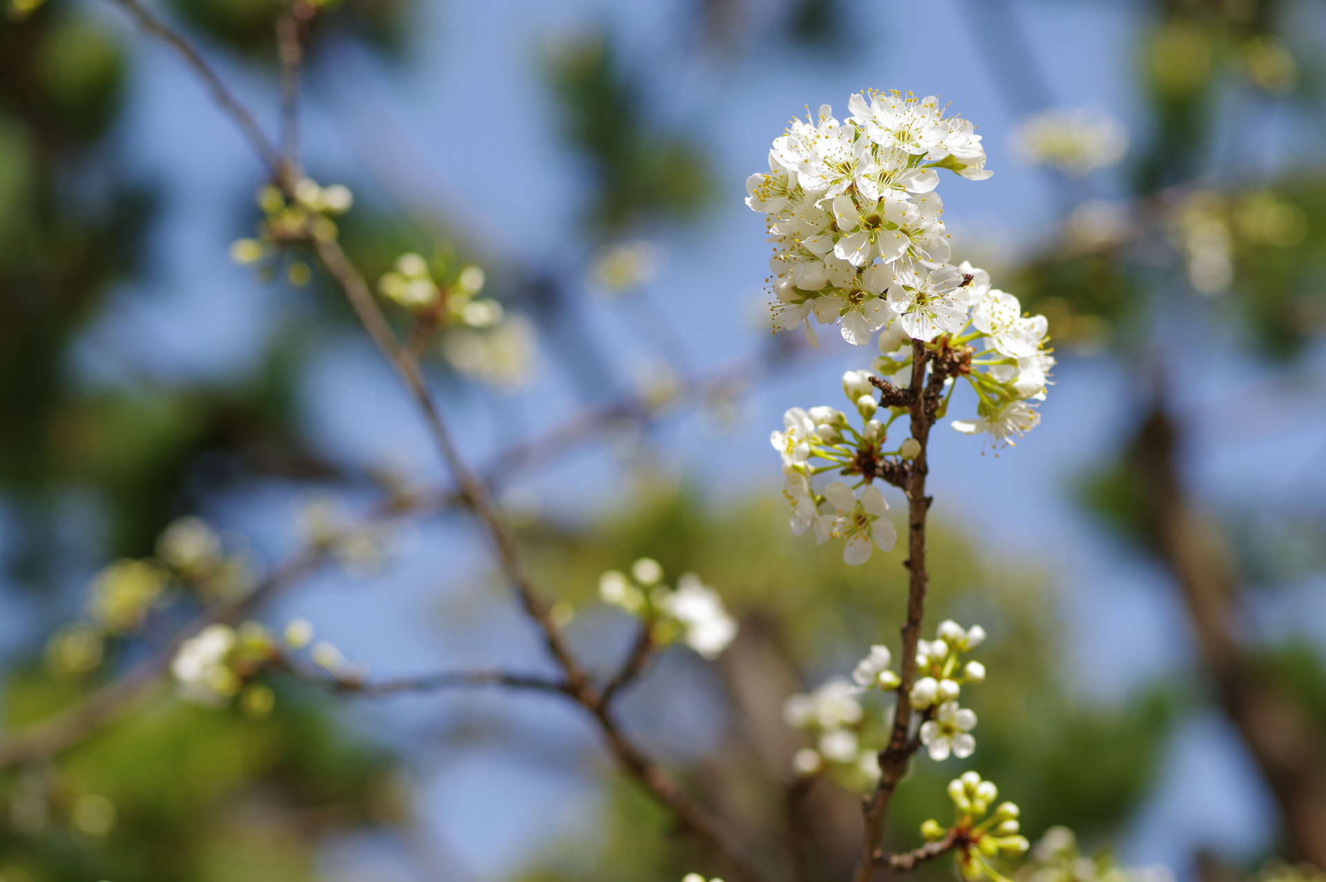 f:id:qayap:20200321221944j:plain