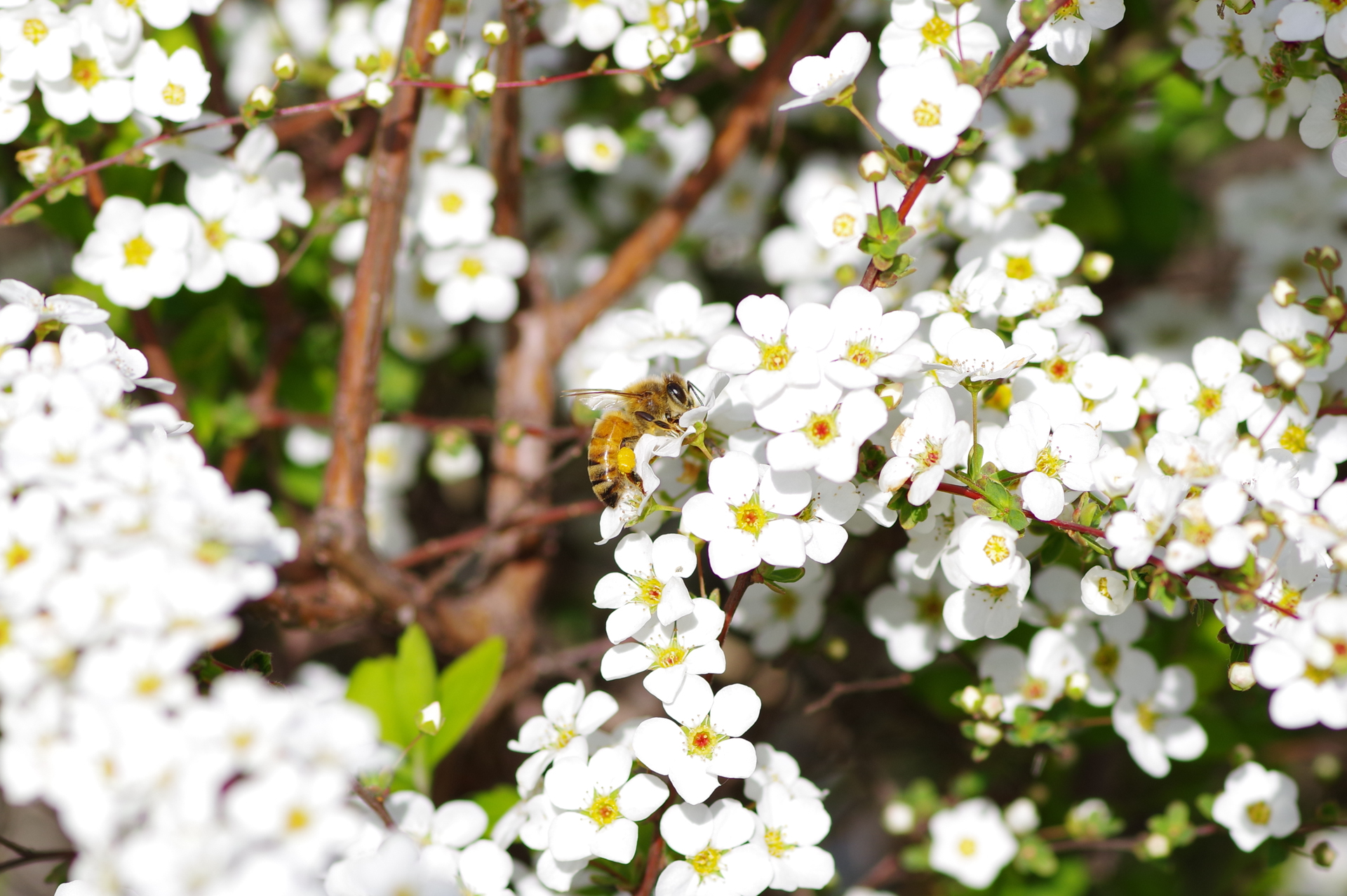 f:id:qayap:20200321222052j:plain