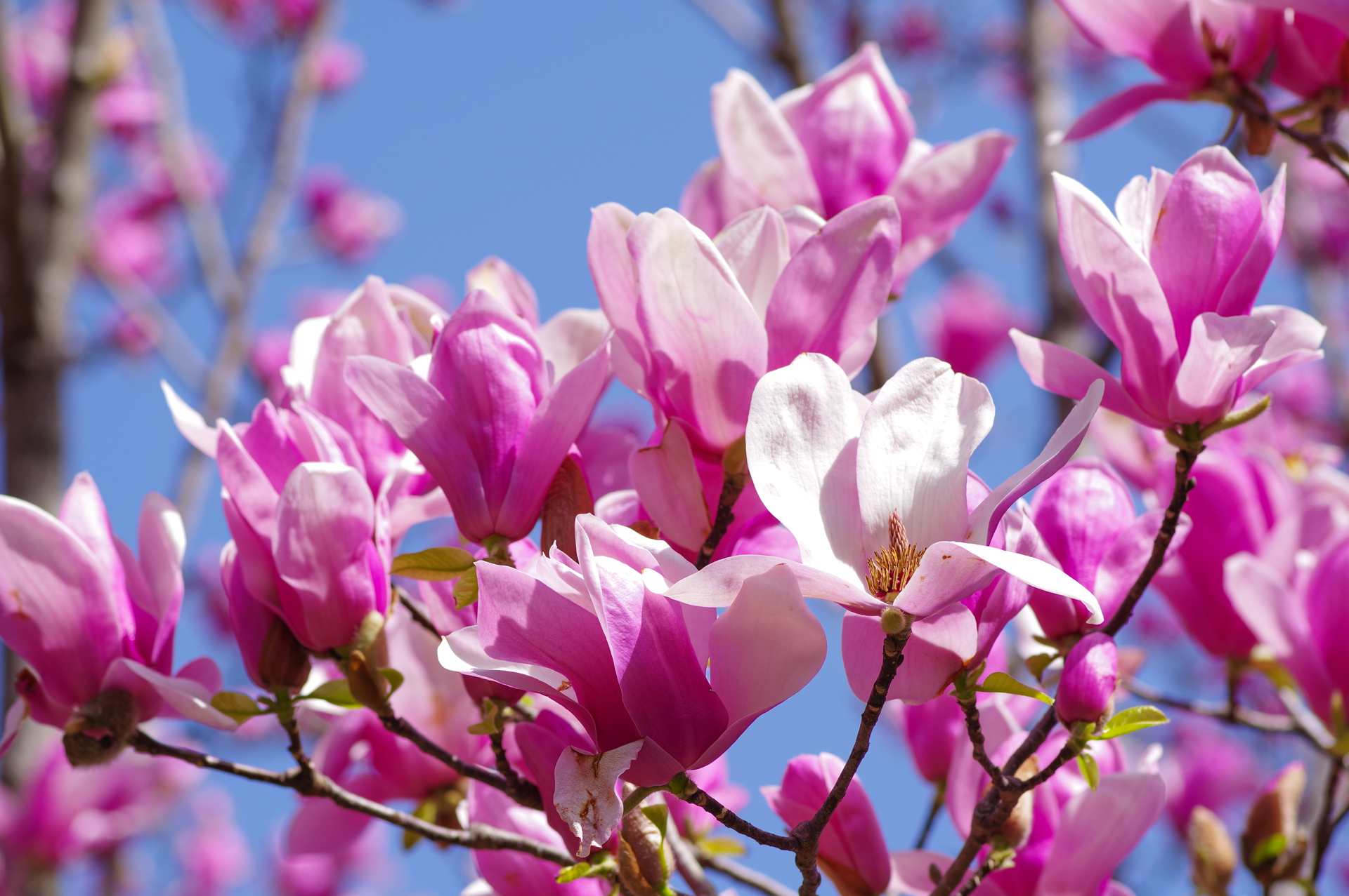 f:id:qayap:20200321224116j:plain