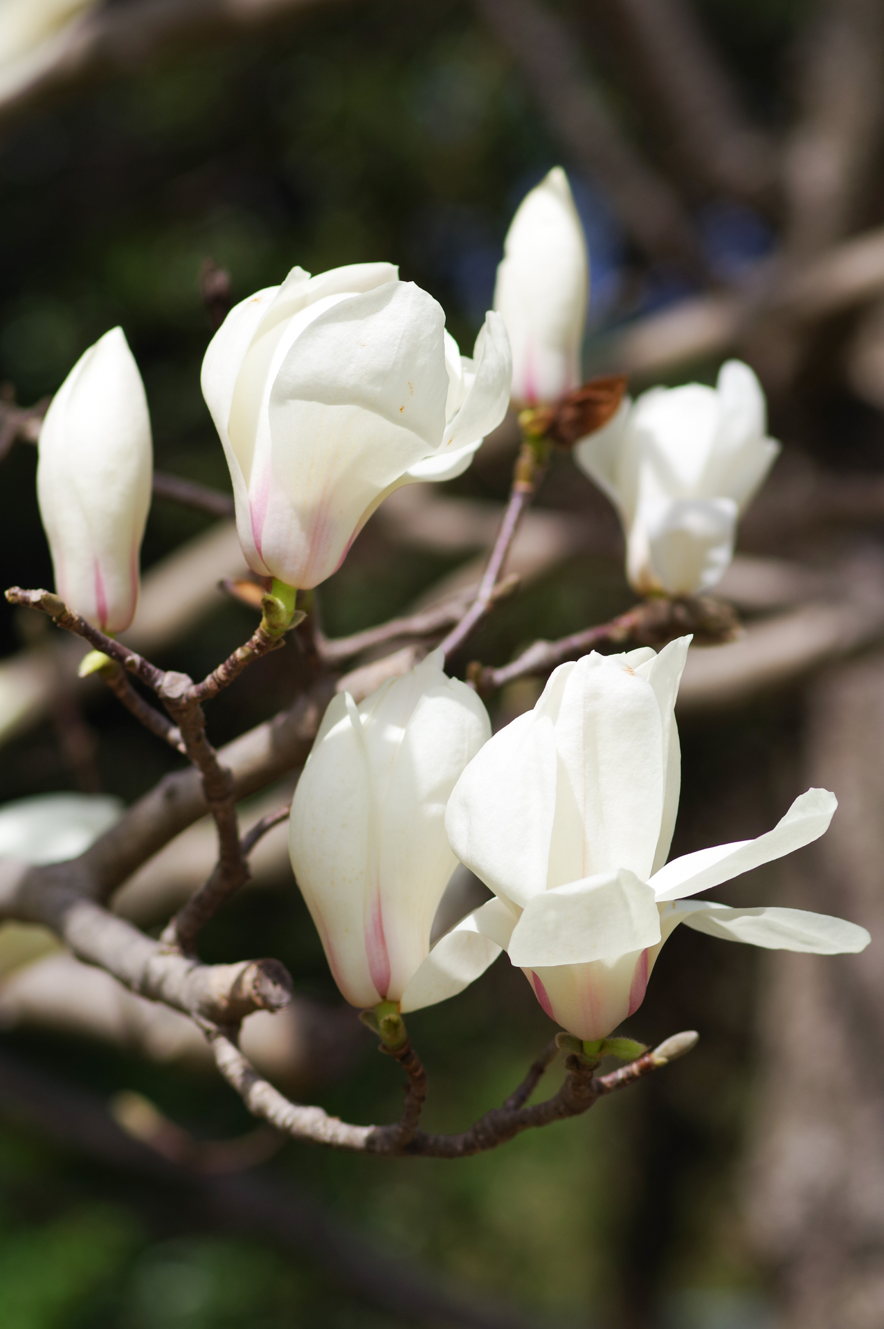 f:id:qayap:20200321224157j:plain