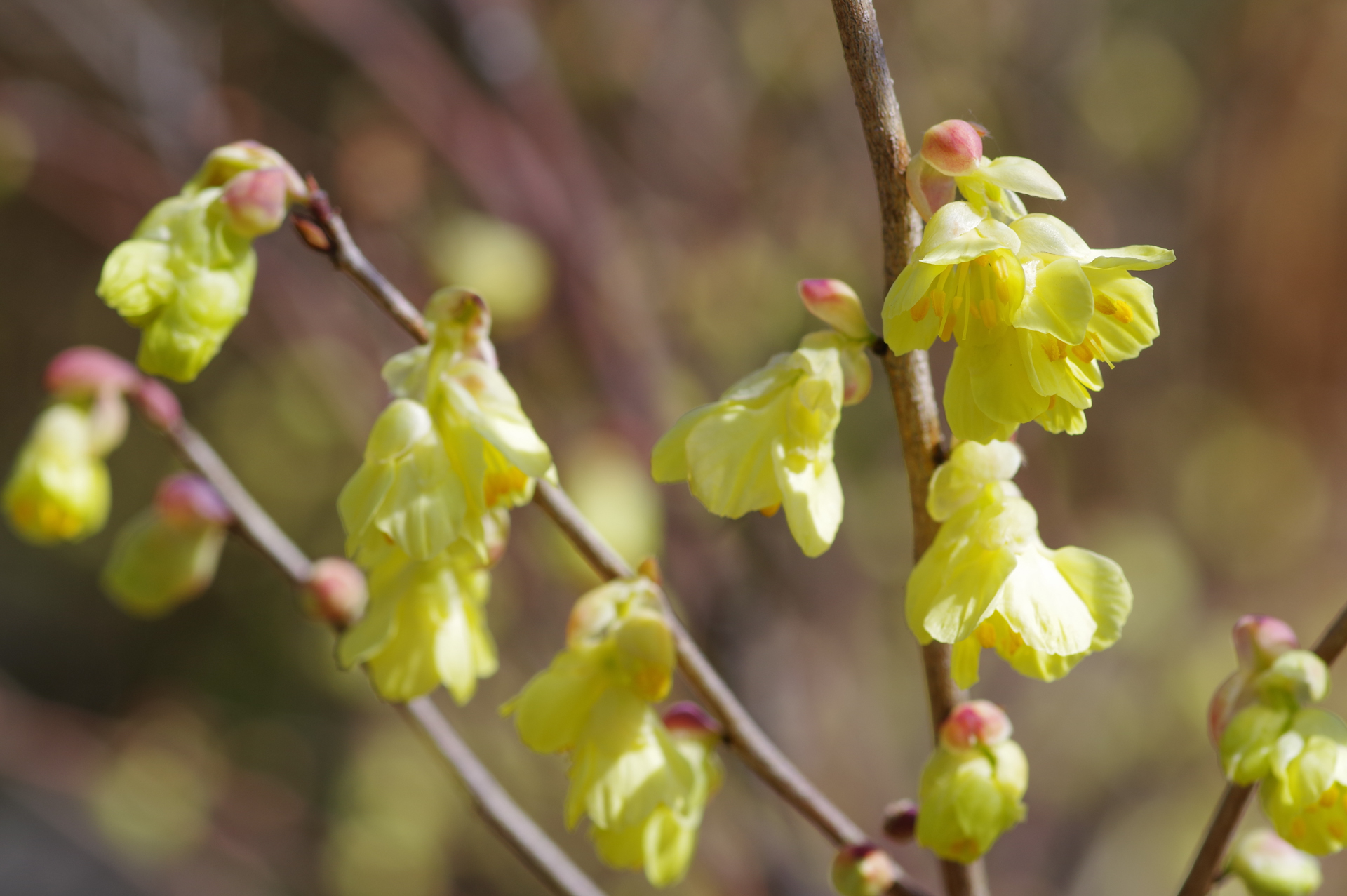 f:id:qayap:20200321224311j:plain