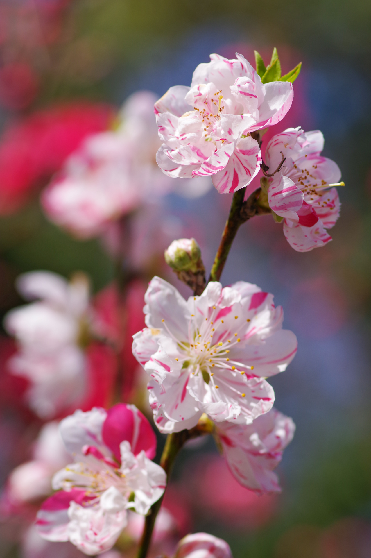 f:id:qayap:20200321224932j:plain