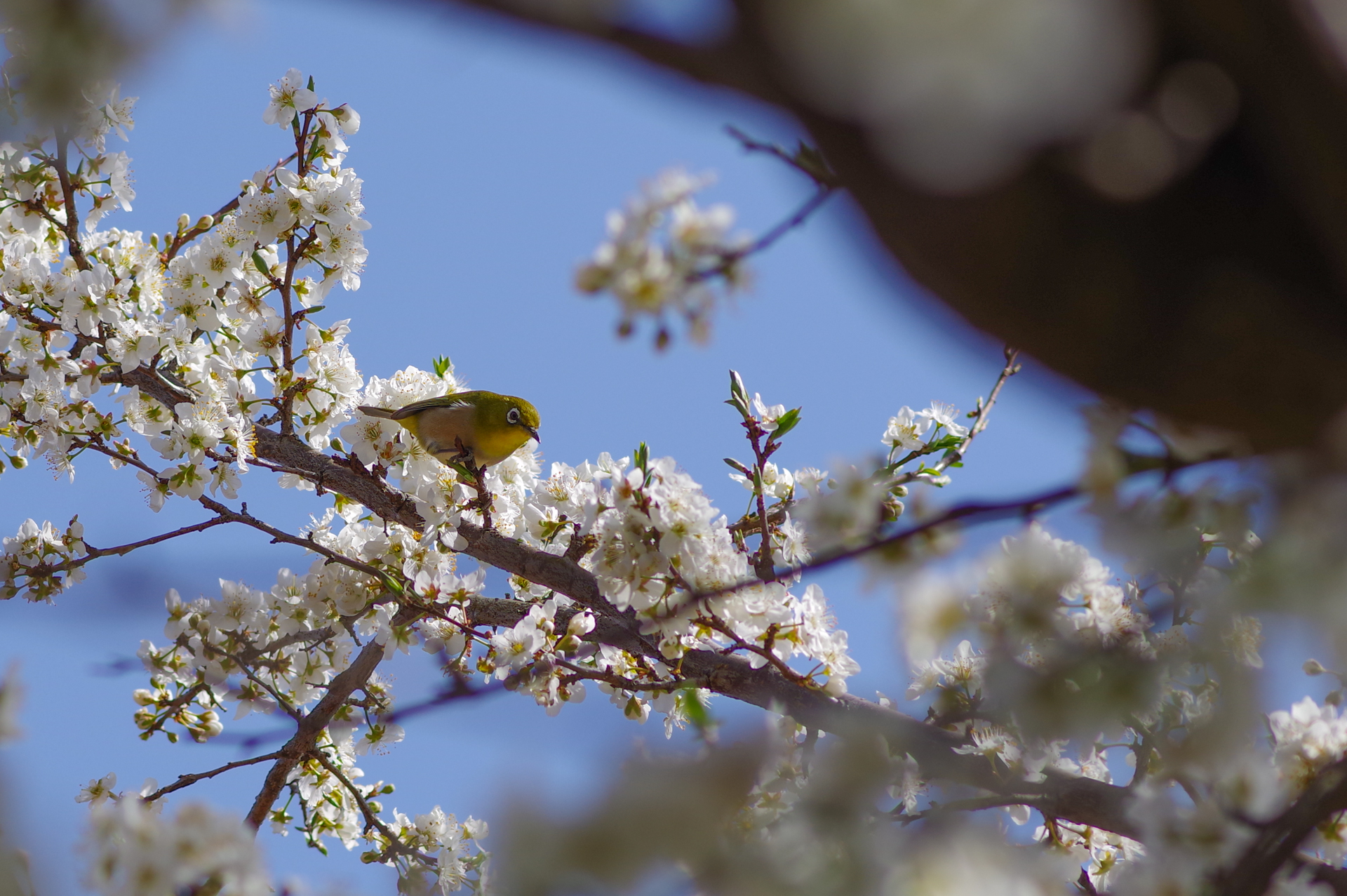 f:id:qayap:20200321225219j:plain