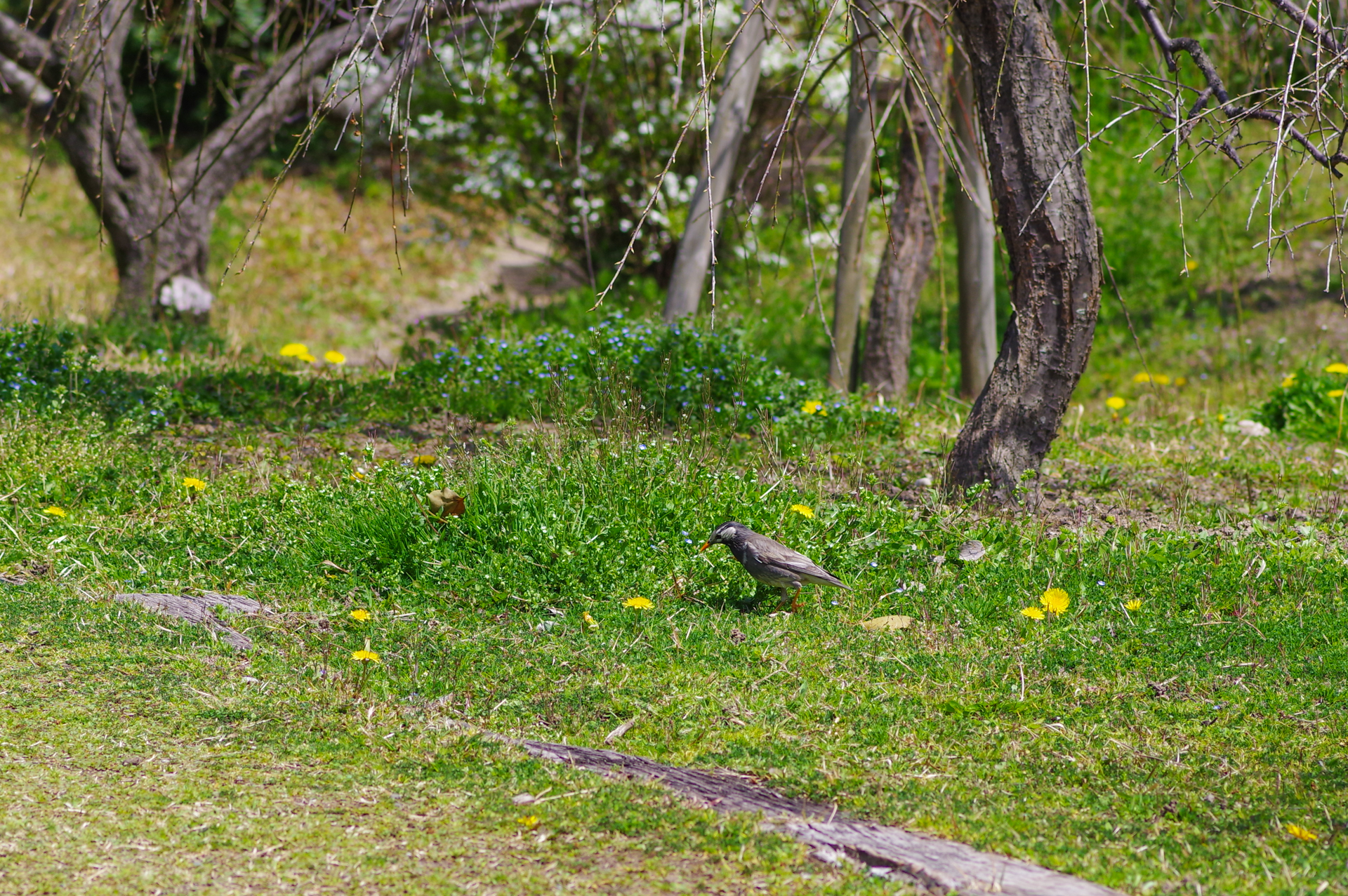 f:id:qayap:20200321230130j:plain