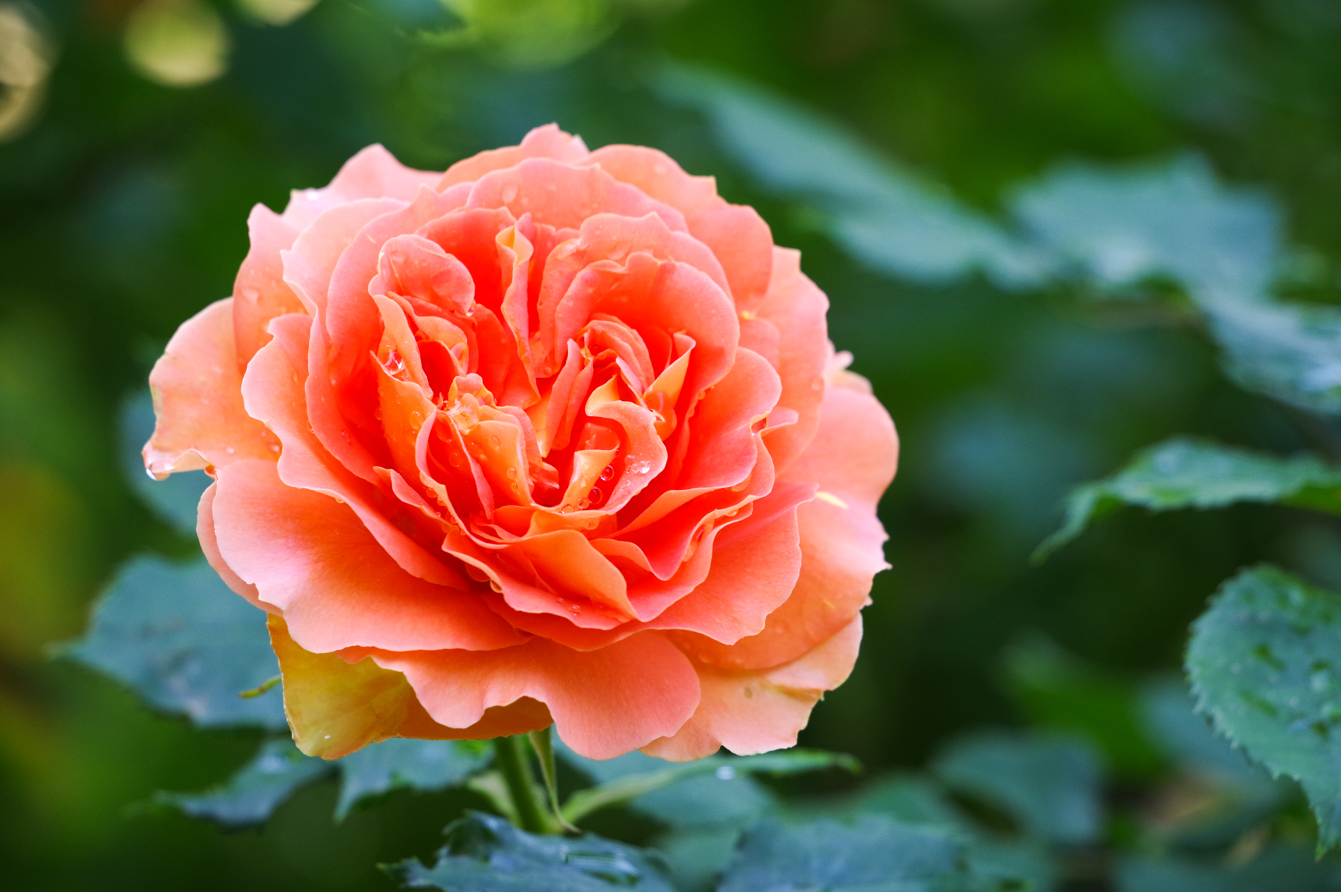 f:id:qayap:20200517213915j:plain