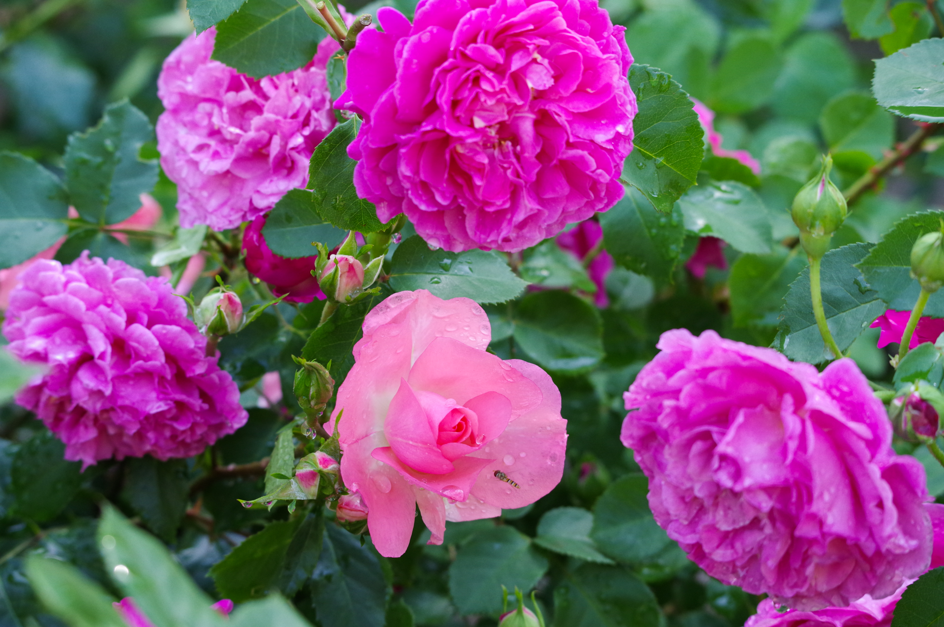 f:id:qayap:20200517214002j:plain