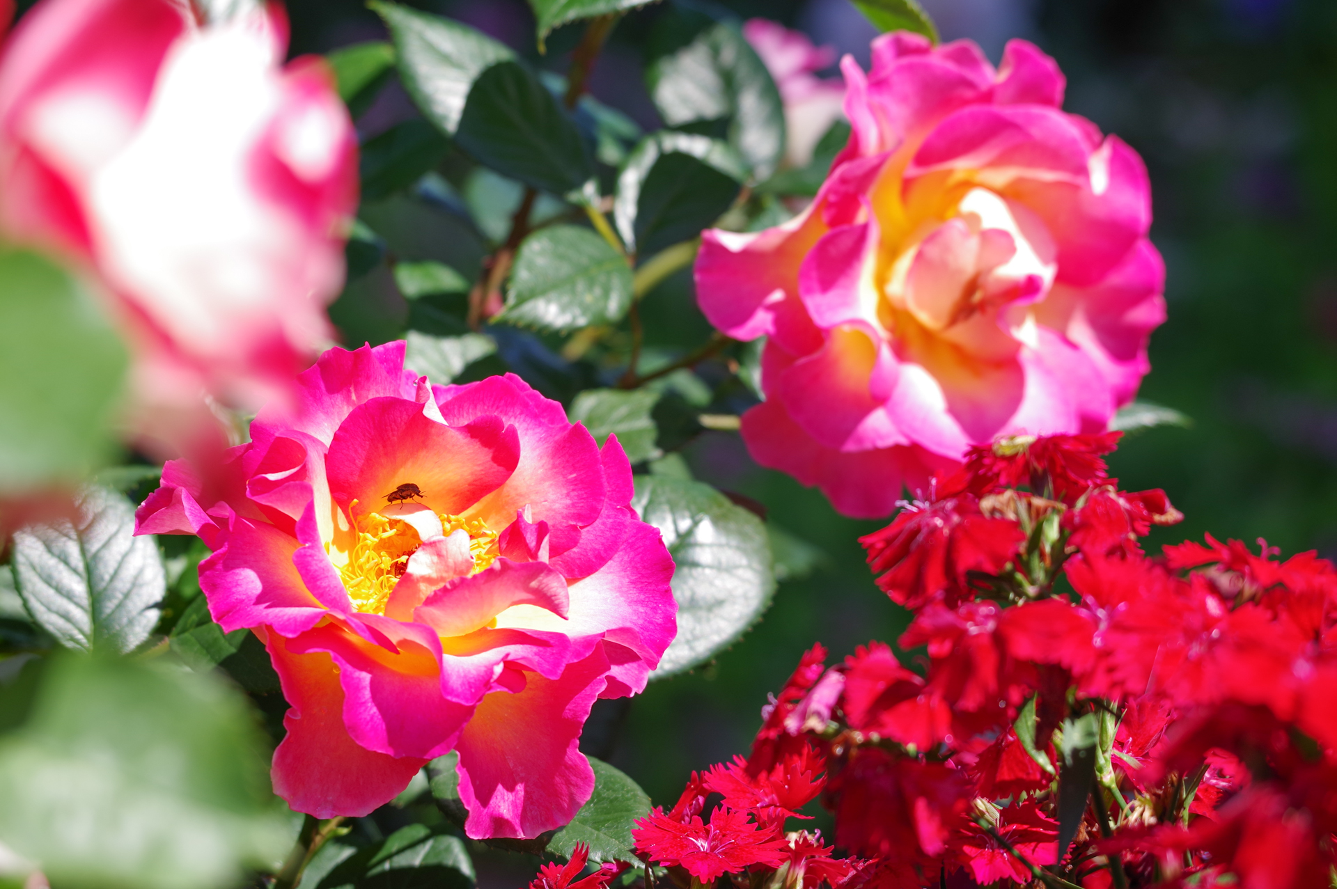 f:id:qayap:20200517214409j:plain