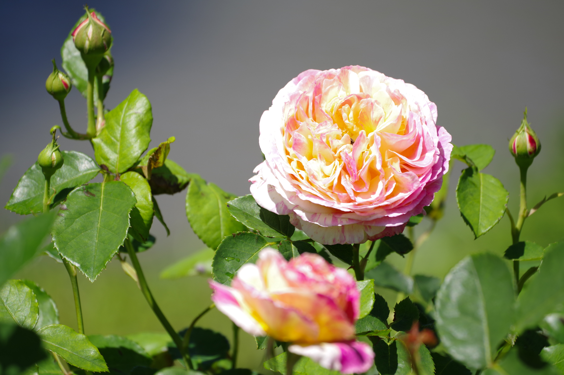 f:id:qayap:20200517214533j:plain