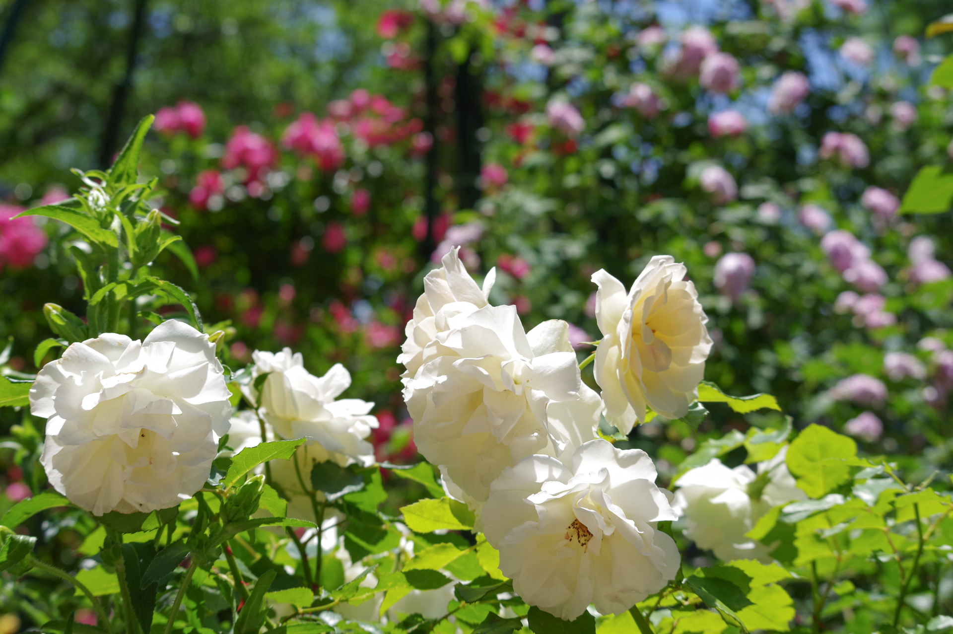 f:id:qayap:20200517214740j:plain