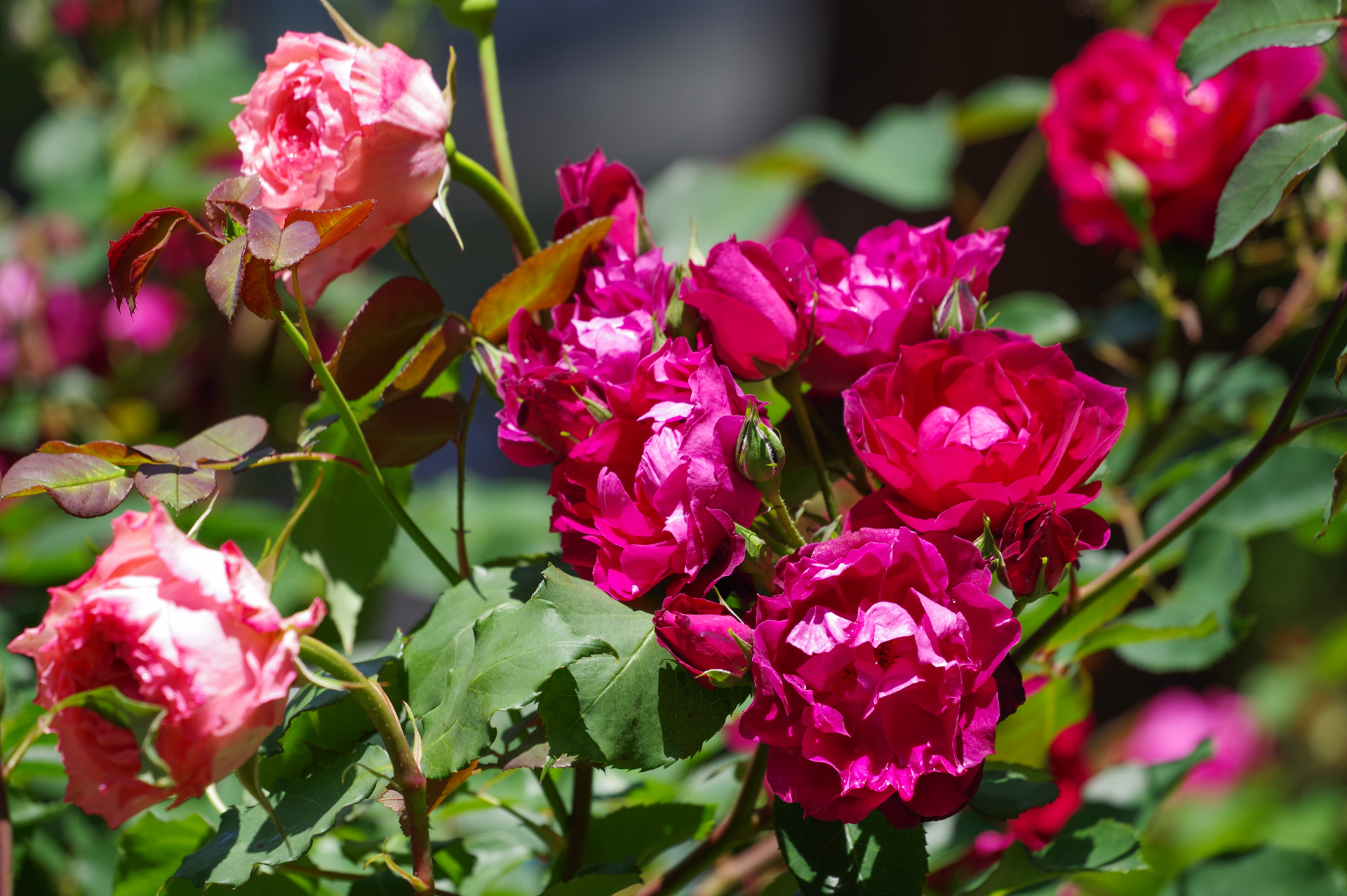 f:id:qayap:20200517214758j:plain