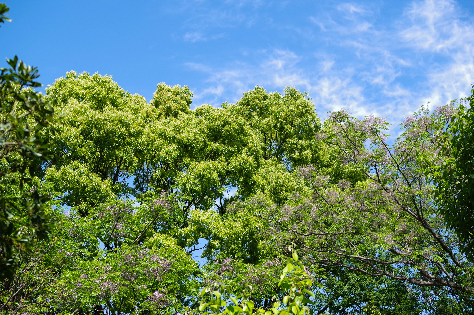 f:id:qayap:20200517215416j:plain