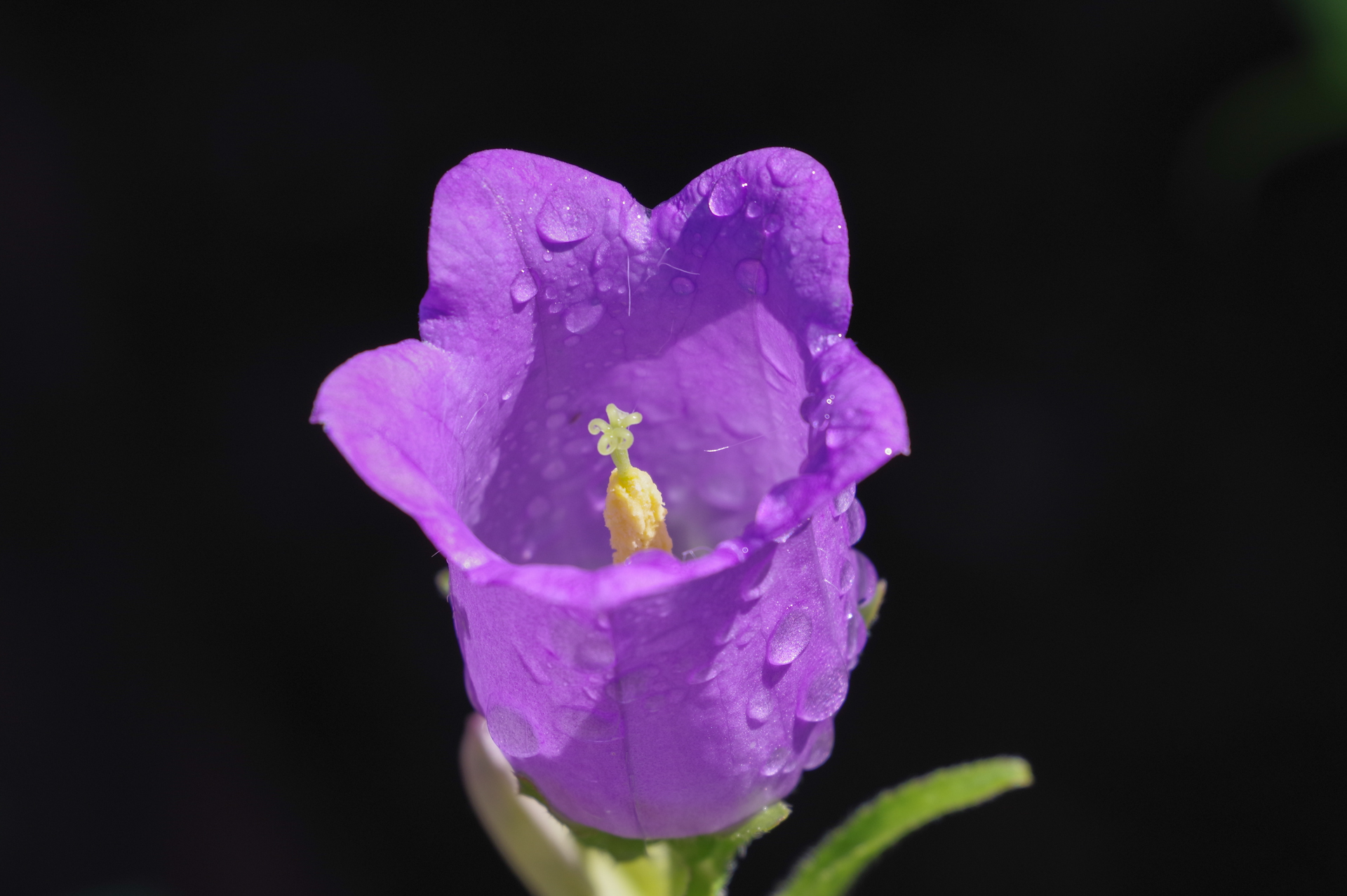 f:id:qayap:20200517220356j:plain