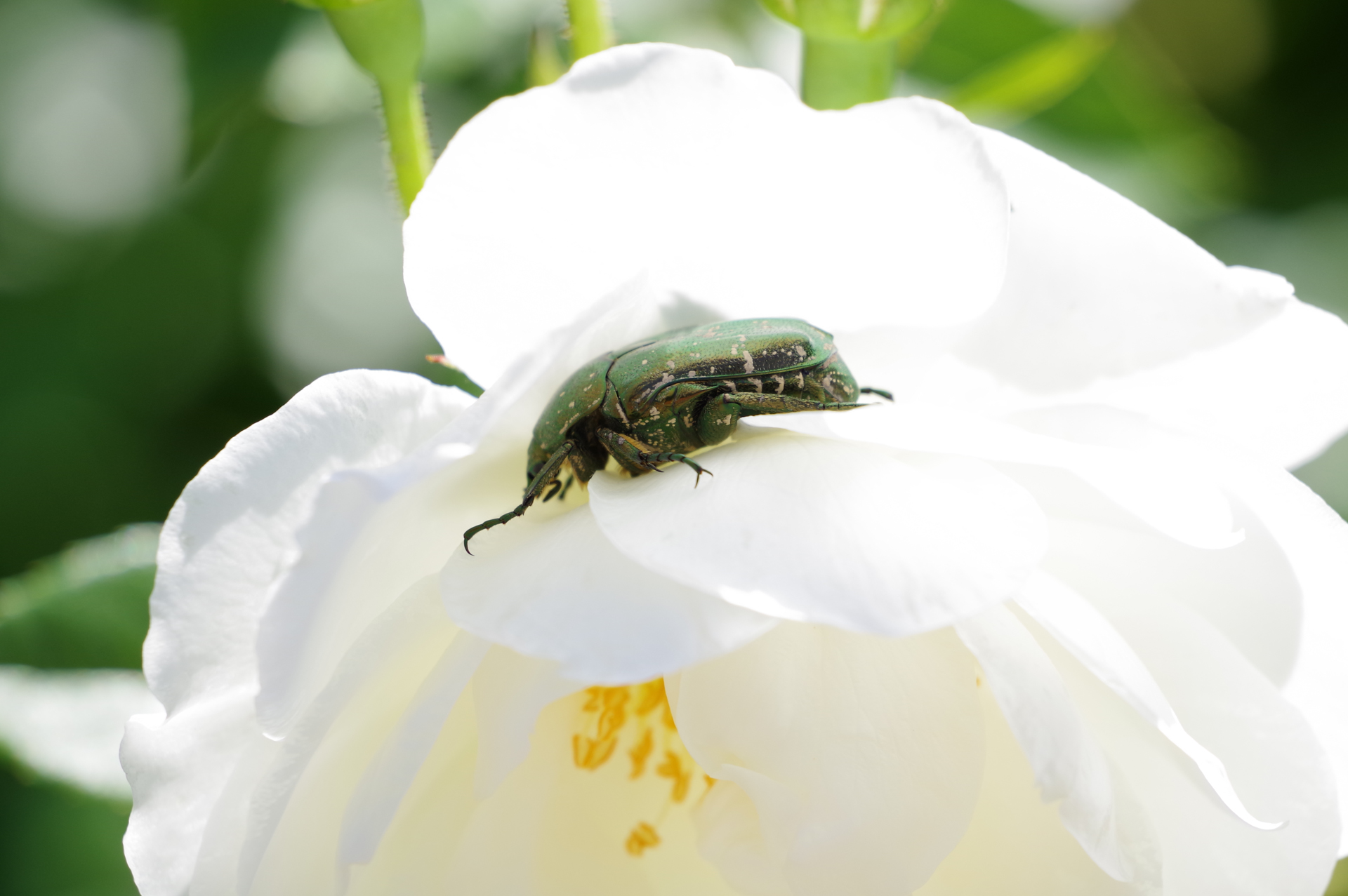 f:id:qayap:20200517220442j:plain