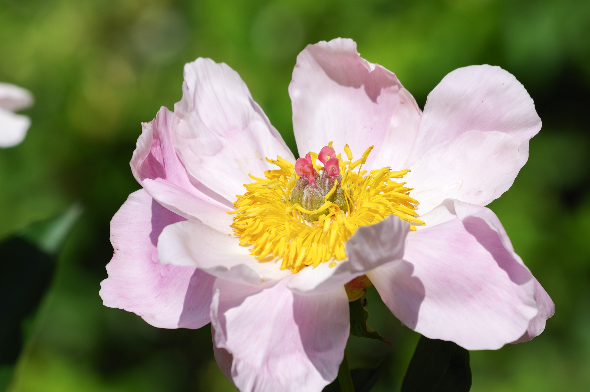 f:id:qayap:20200517221512j:plain