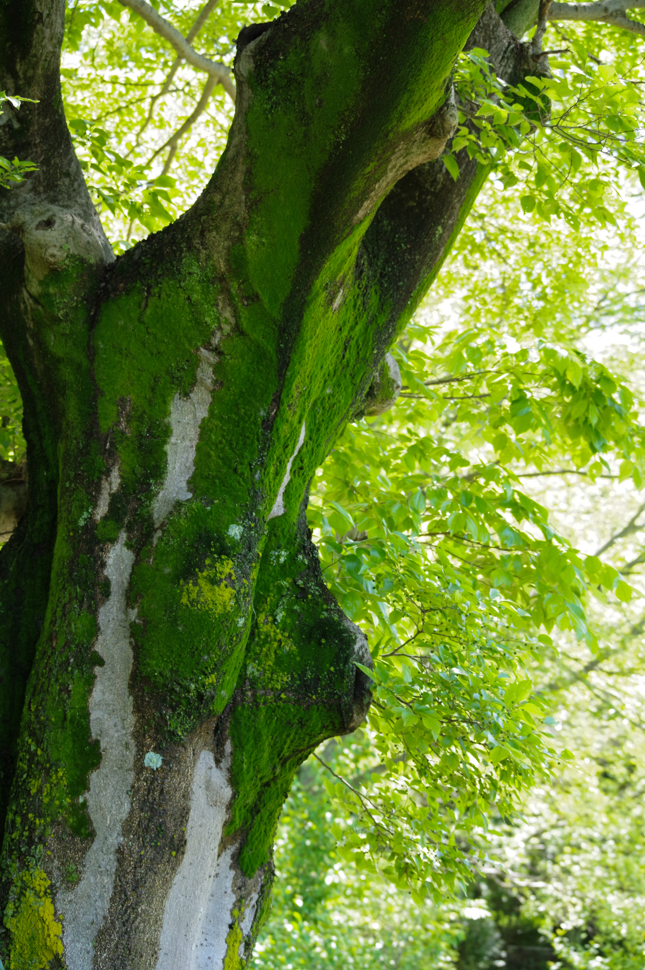 f:id:qayap:20200517222607j:plain