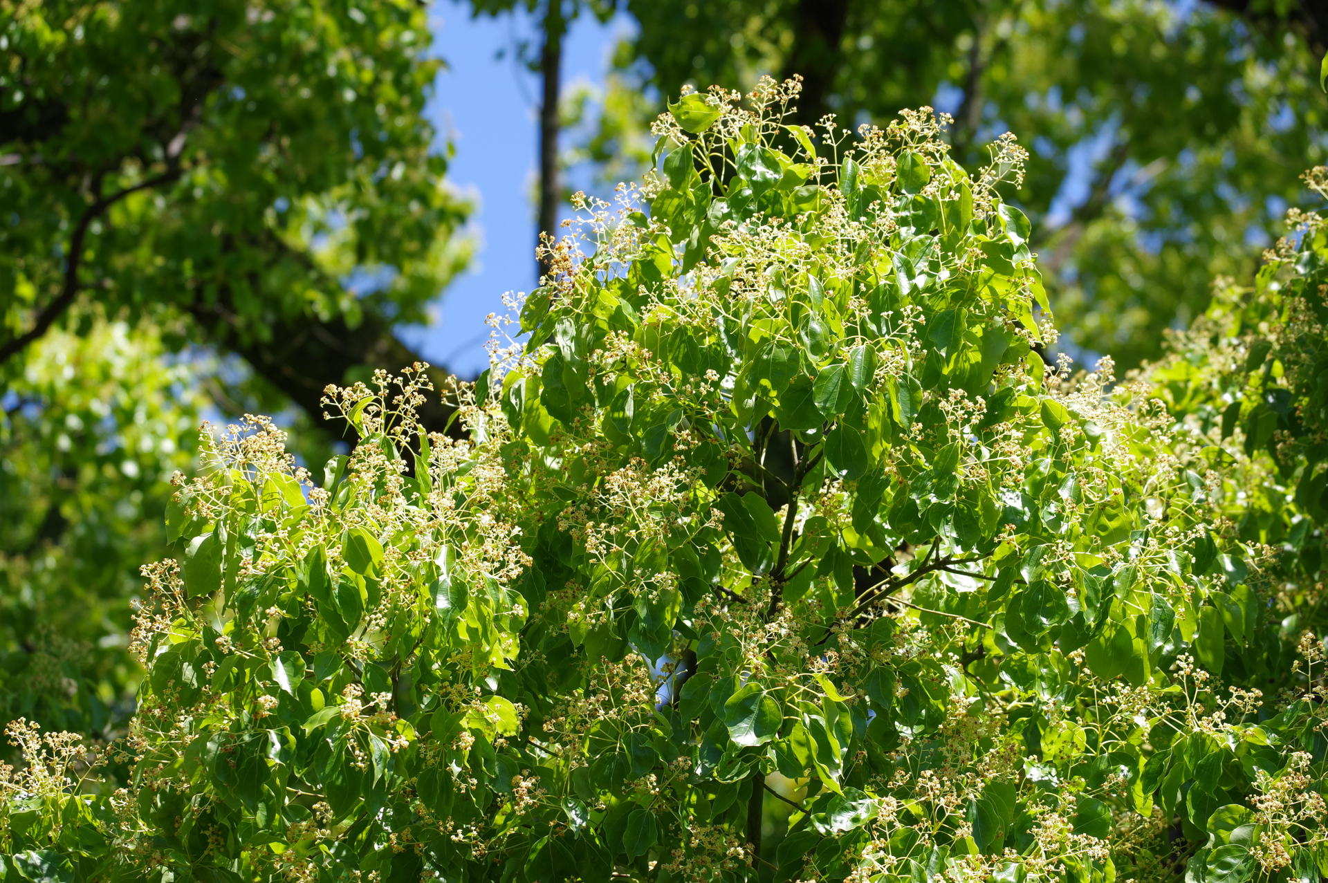 f:id:qayap:20200517222738j:plain