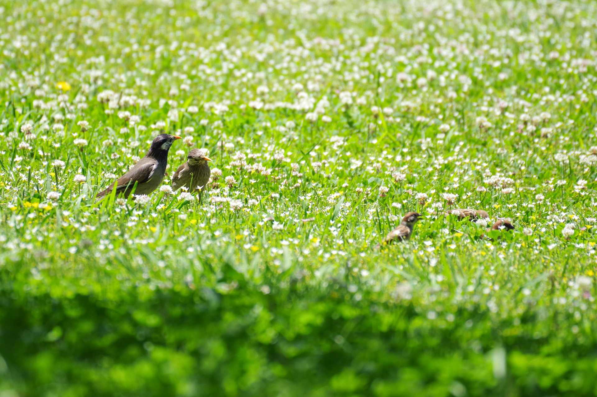 f:id:qayap:20200517223018j:plain