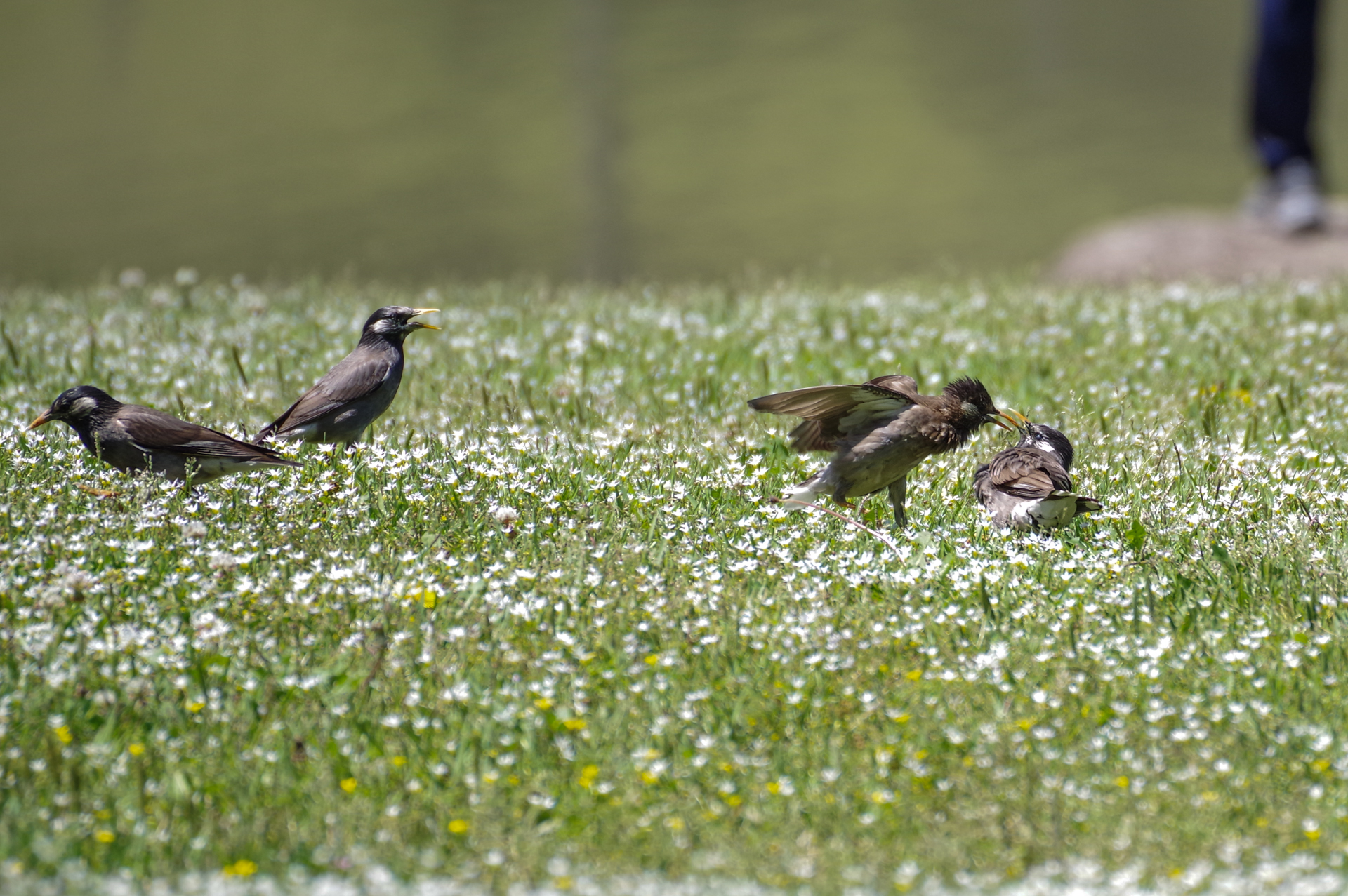 f:id:qayap:20200517223351j:plain