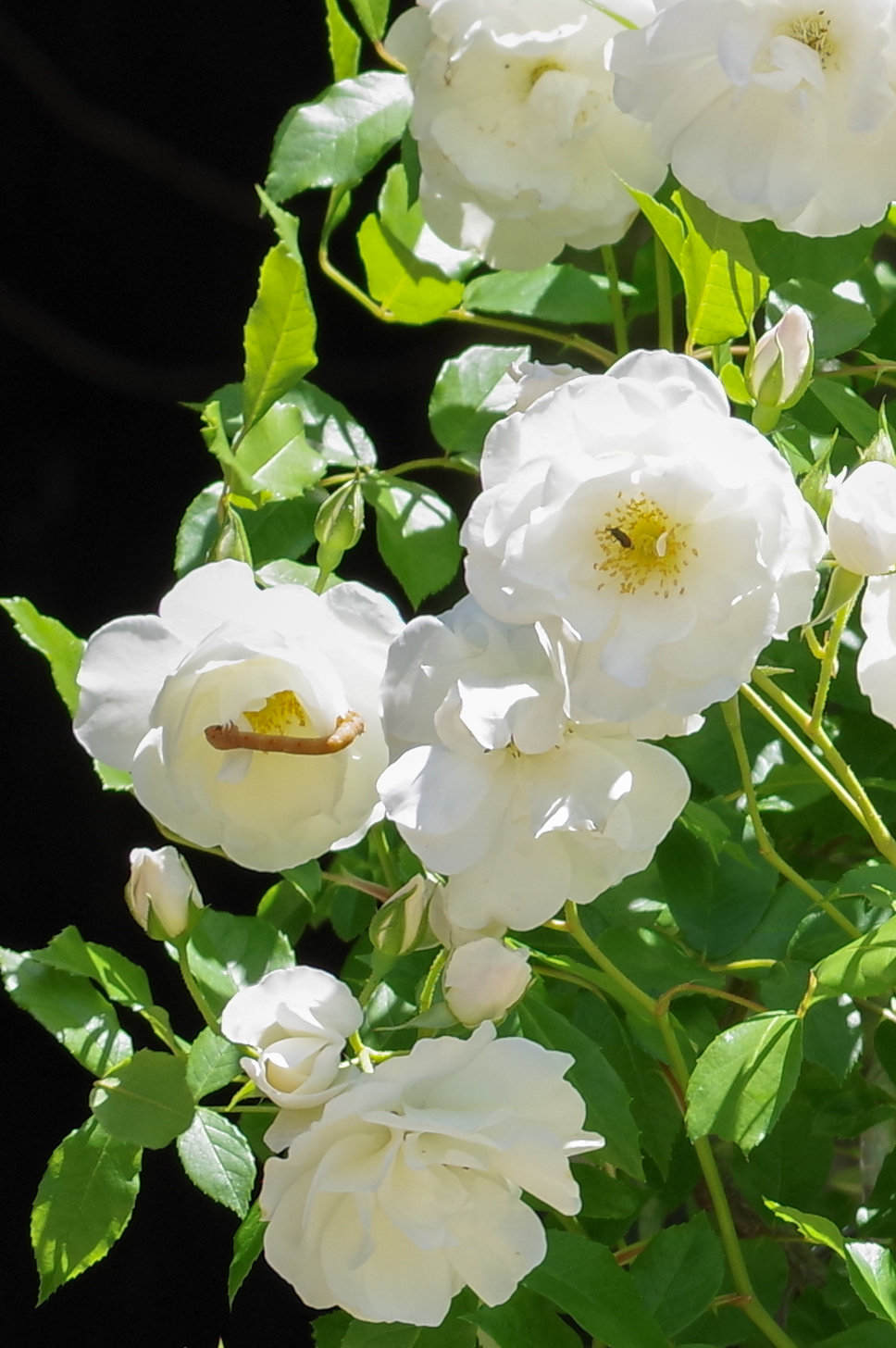 f:id:qayap:20200517224229j:plain