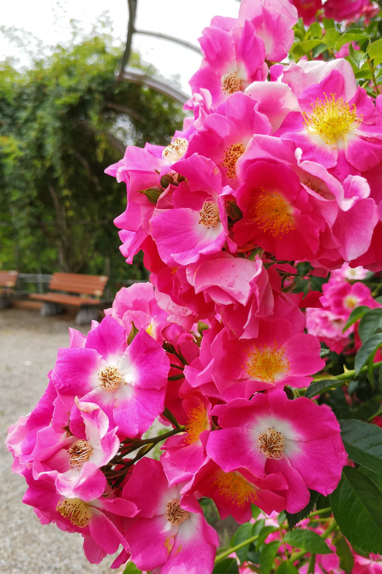 f:id:qayap:20200606224543j:plain