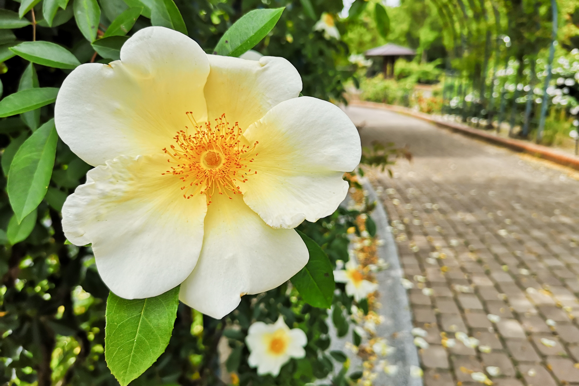 f:id:qayap:20200606224618j:plain