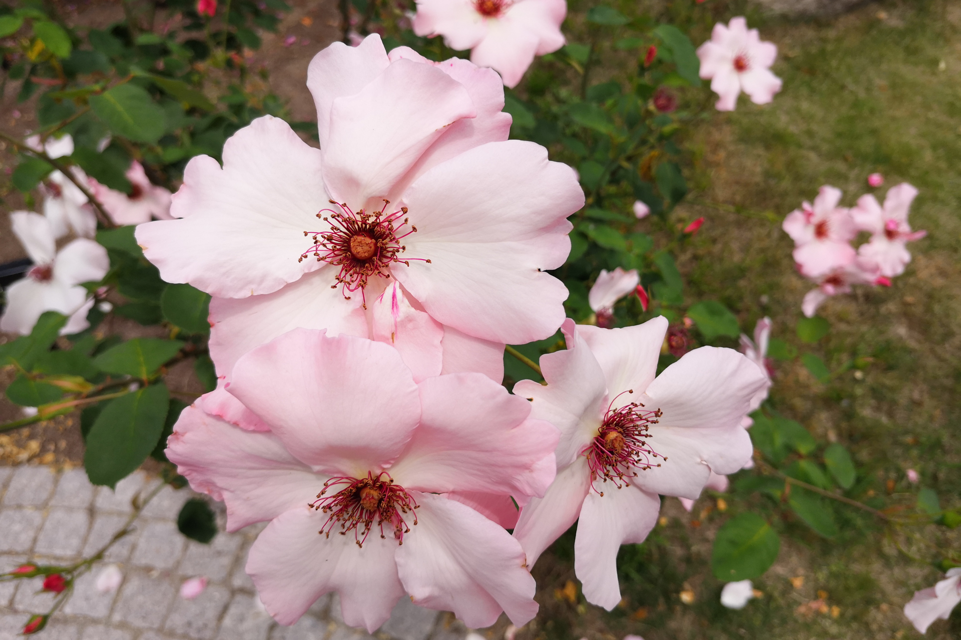 f:id:qayap:20200606224724j:plain