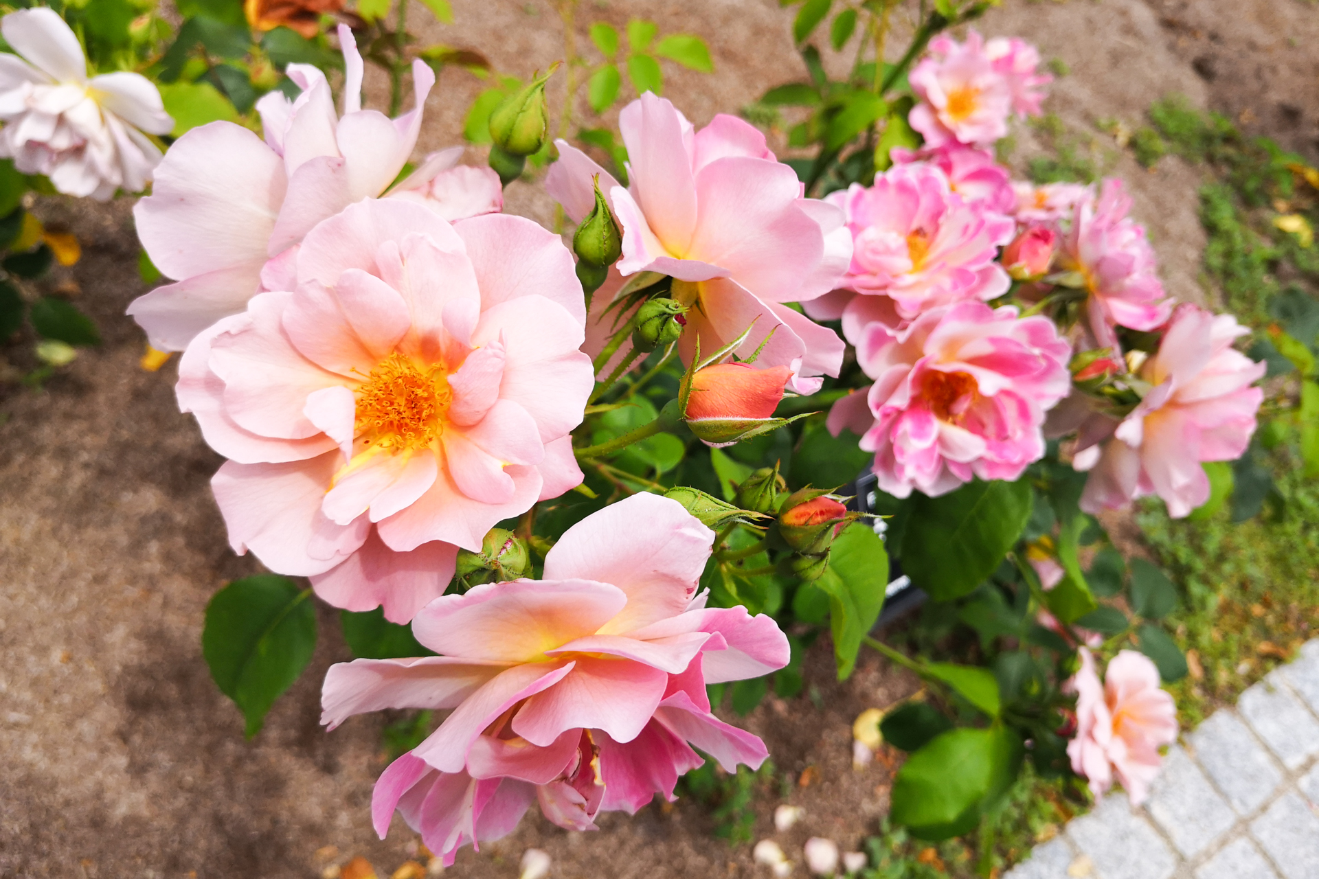 f:id:qayap:20200606224908j:plain