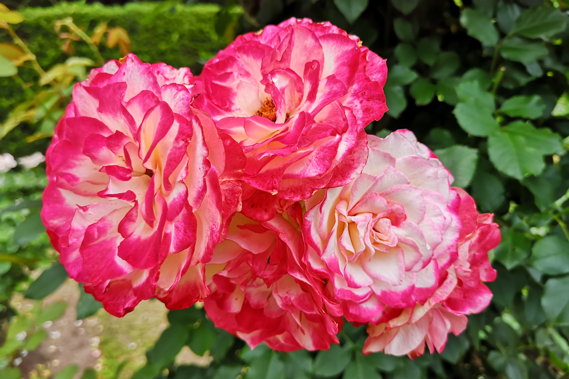 f:id:qayap:20200606224934j:plain