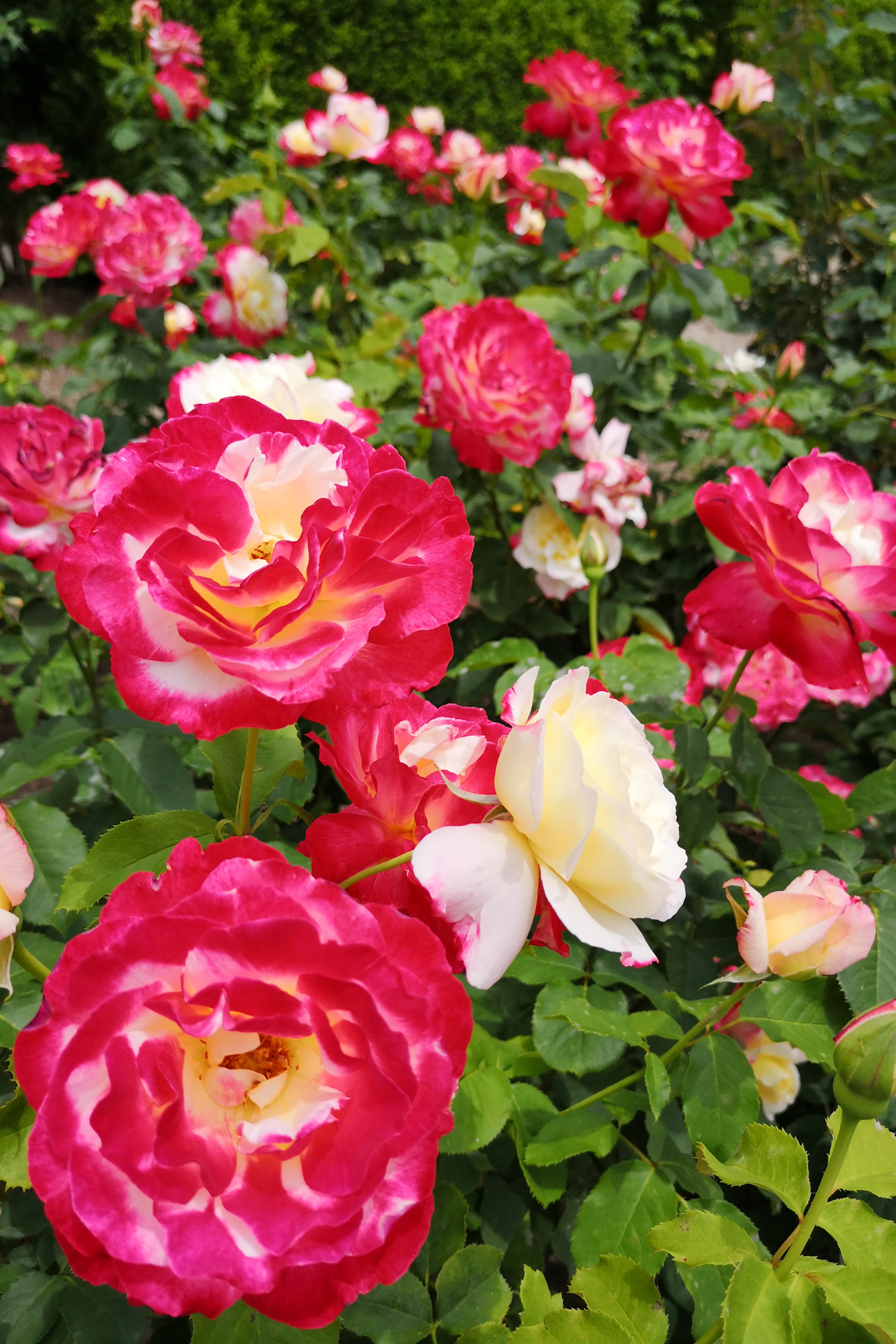 f:id:qayap:20200606225520j:plain