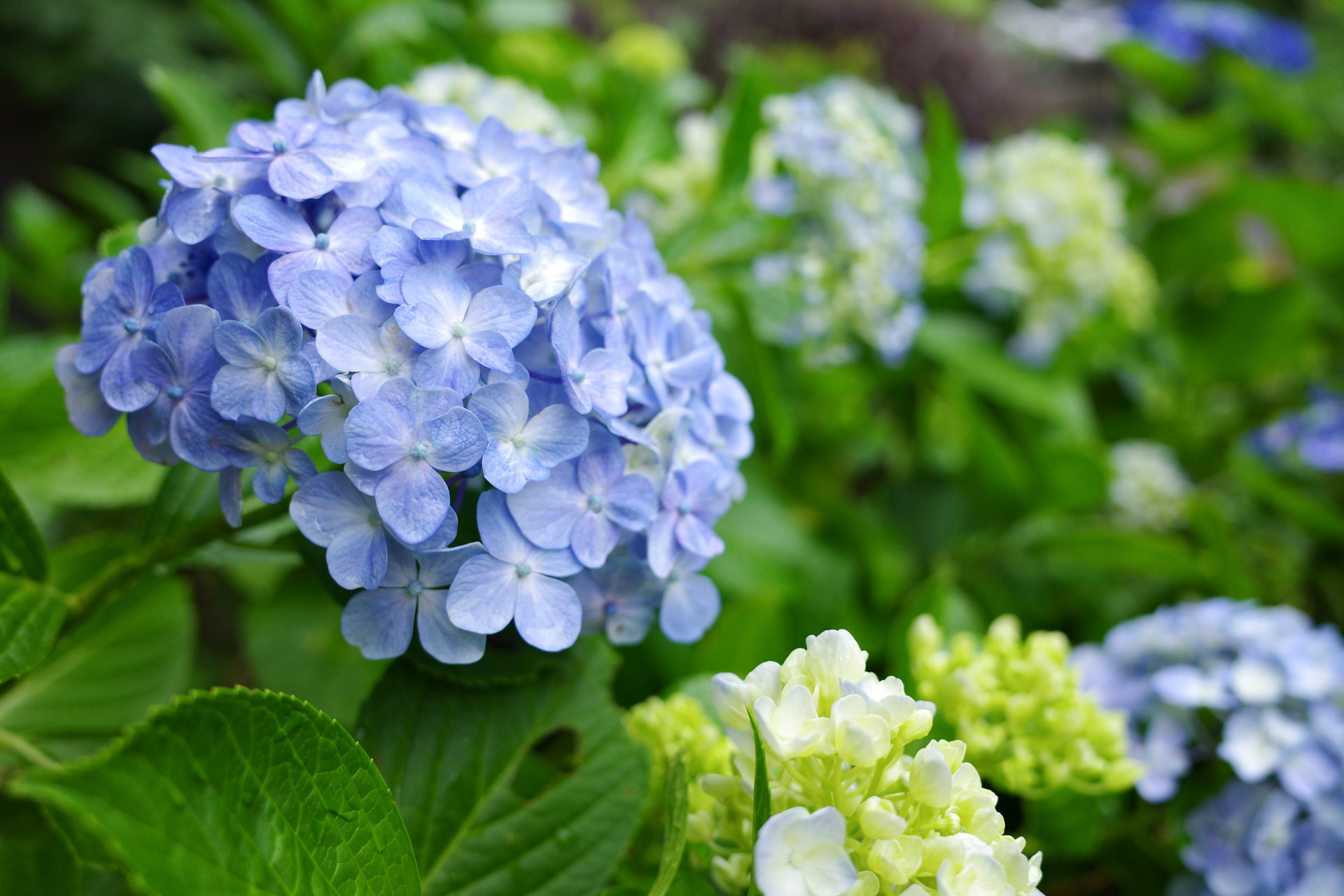 f:id:qayap:20200626224809j:plain