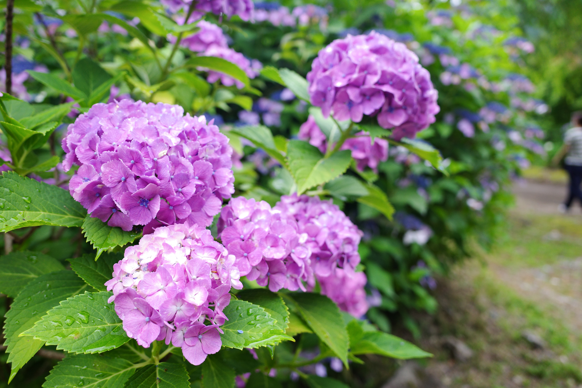 f:id:qayap:20200626224854j:plain