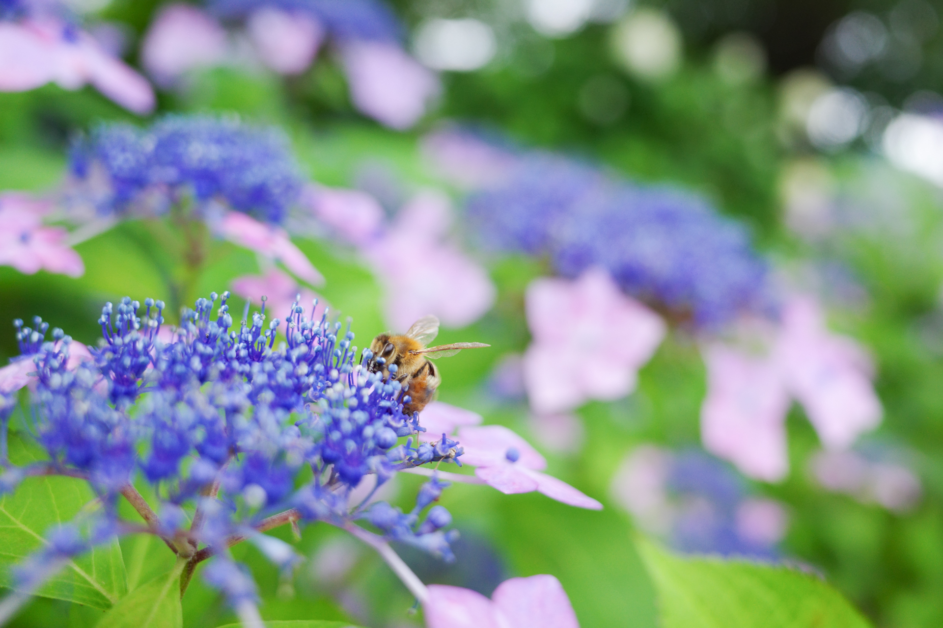 f:id:qayap:20200626225248j:plain