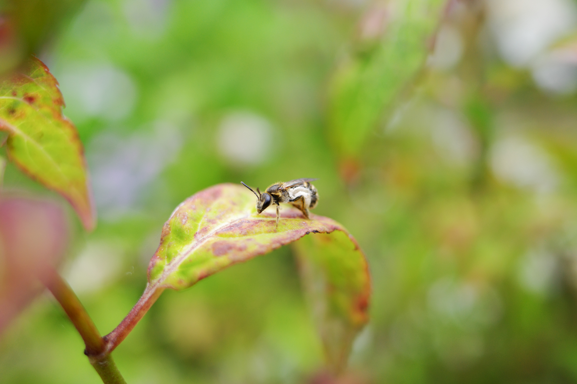 f:id:qayap:20200626225314j:plain