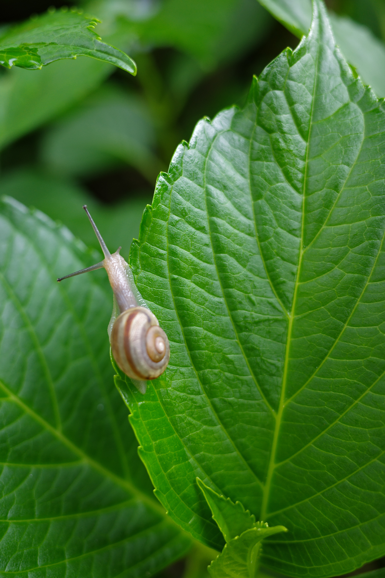 f:id:qayap:20200626225518j:plain