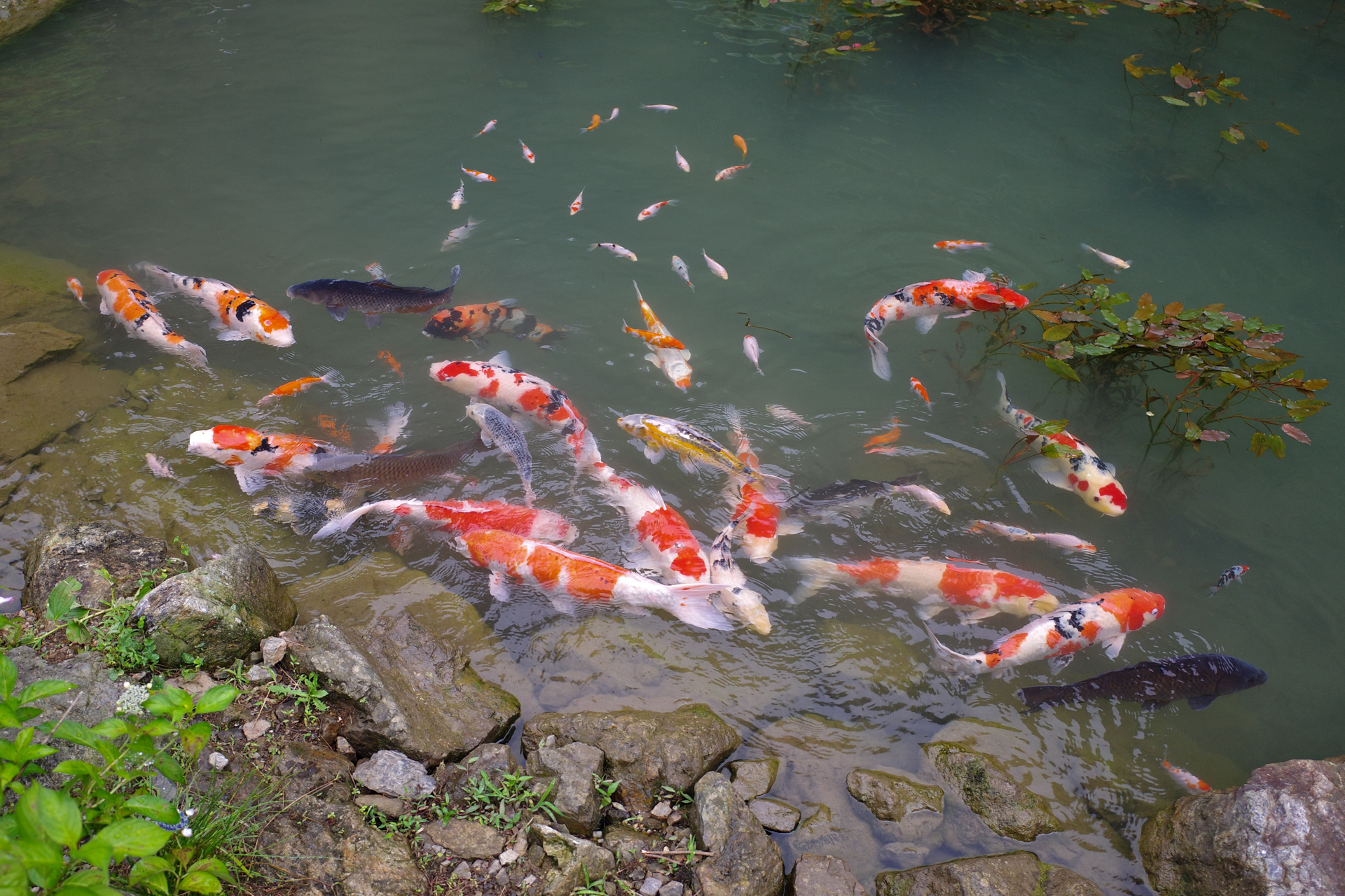 f:id:qayap:20200626225803j:plain