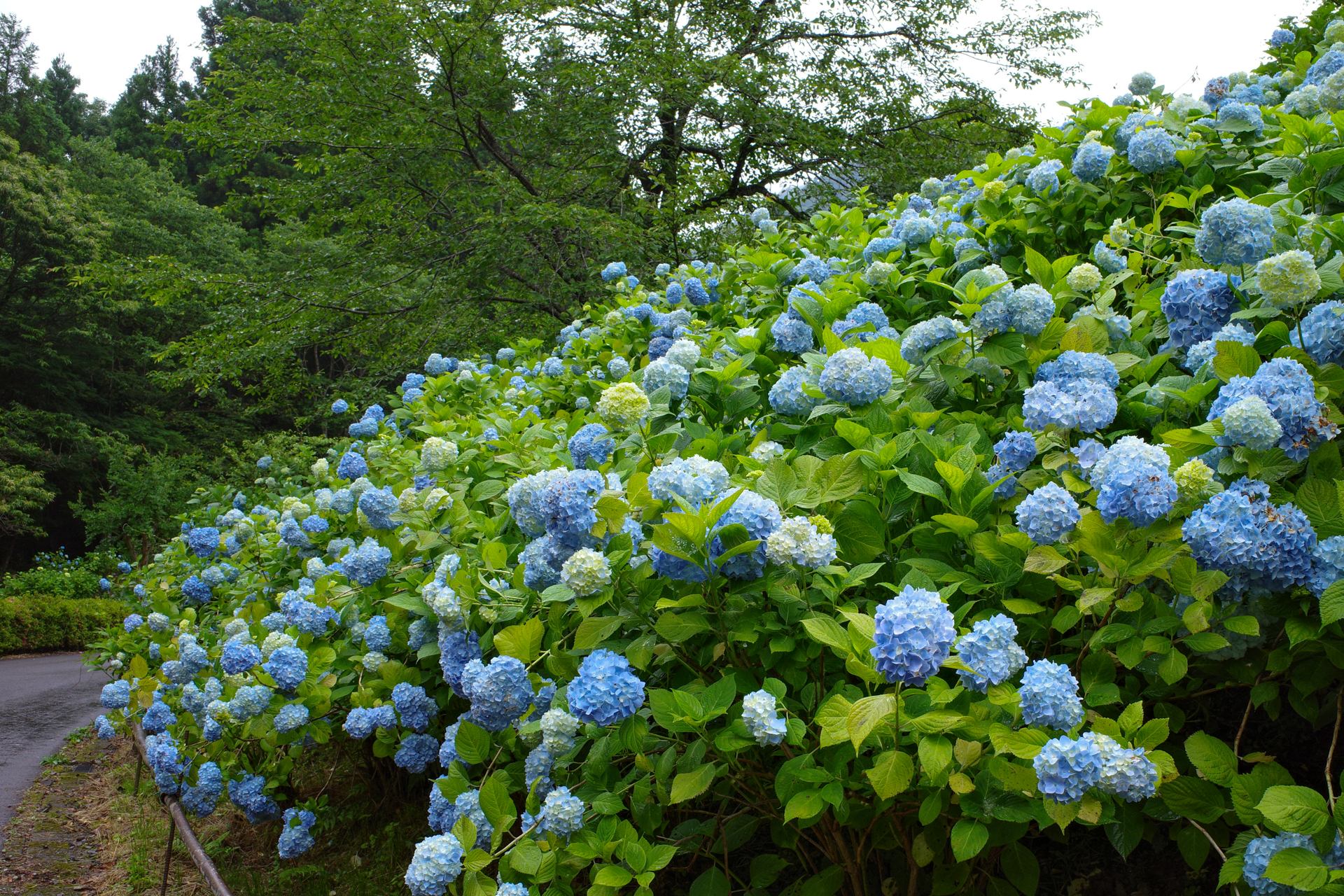 f:id:qayap:20200626230458j:plain