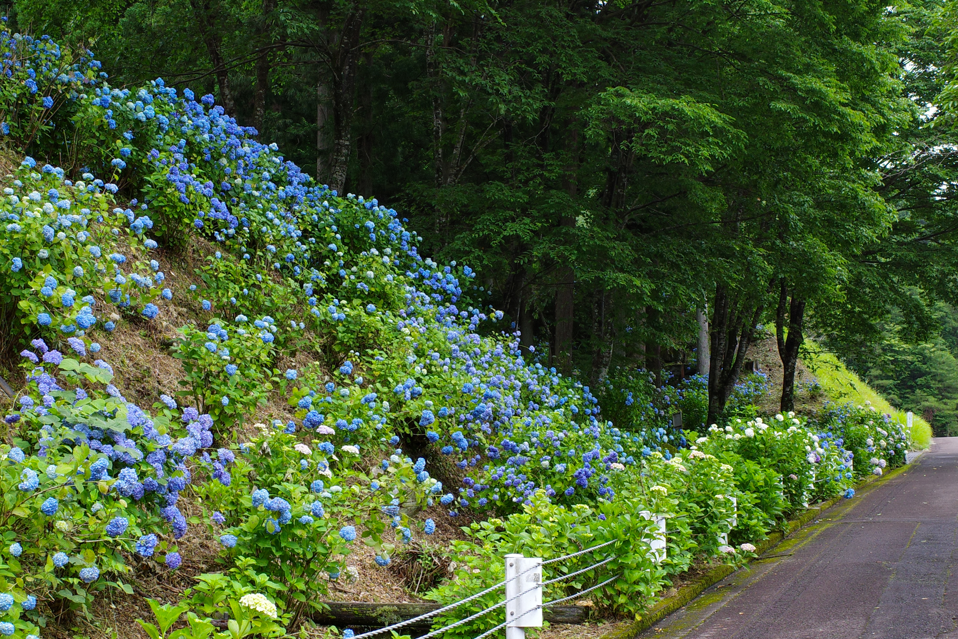 f:id:qayap:20200626230513j:plain