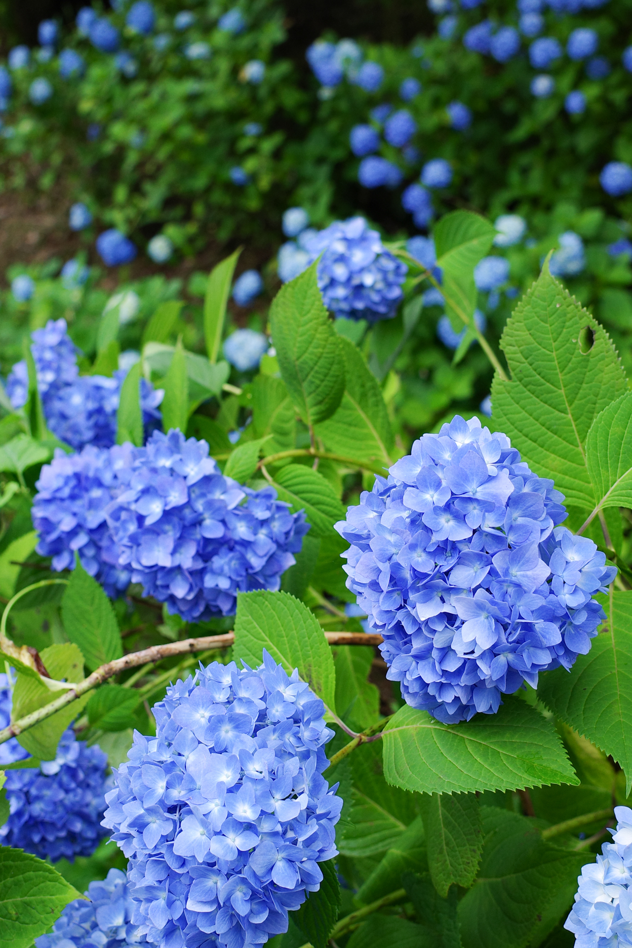 f:id:qayap:20200626230613j:plain