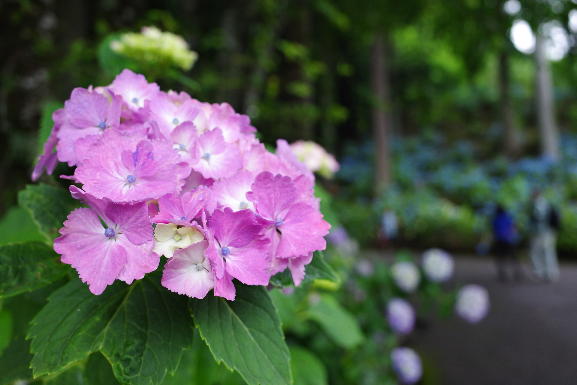 f:id:qayap:20200626230647j:plain