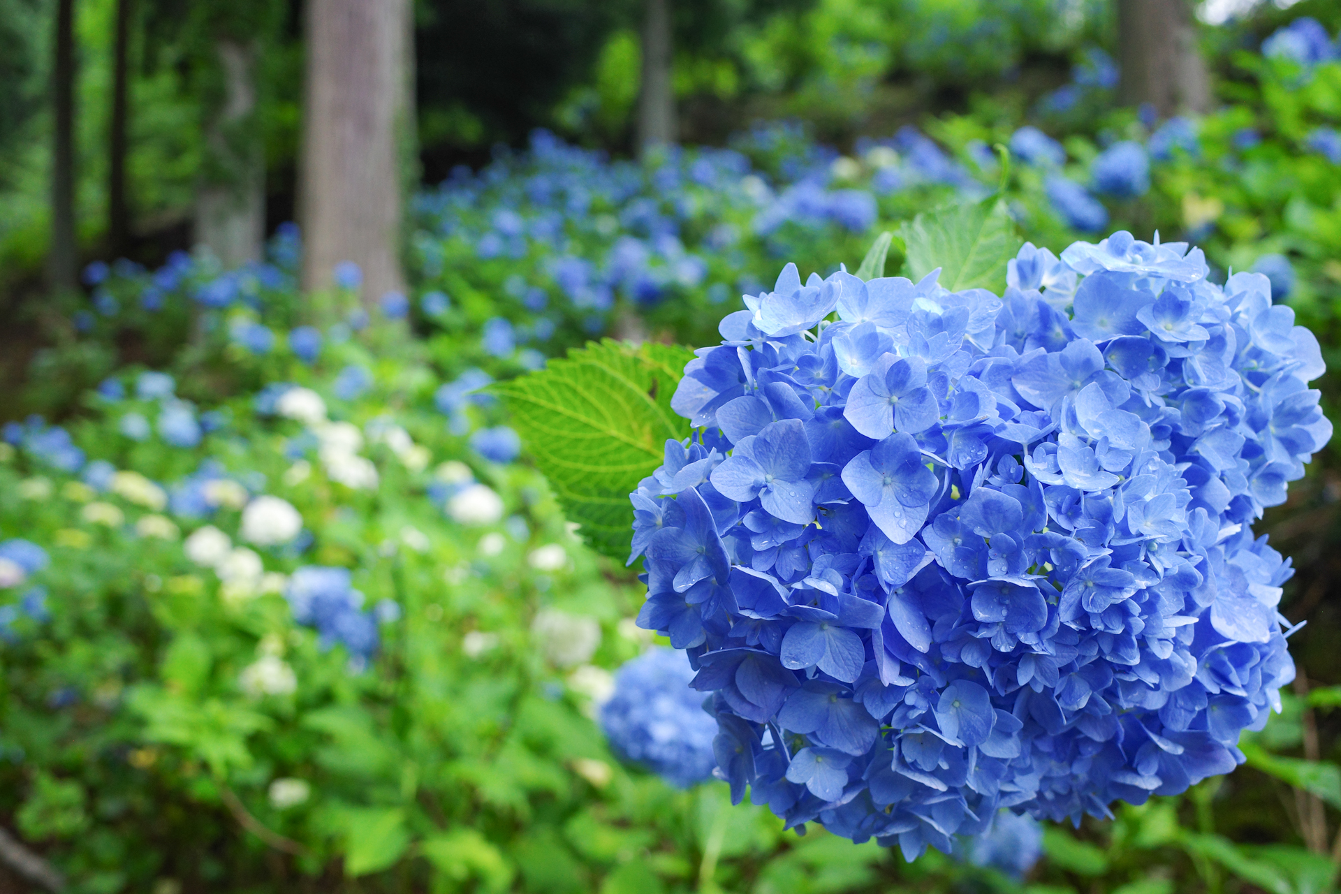 f:id:qayap:20200626230906j:plain