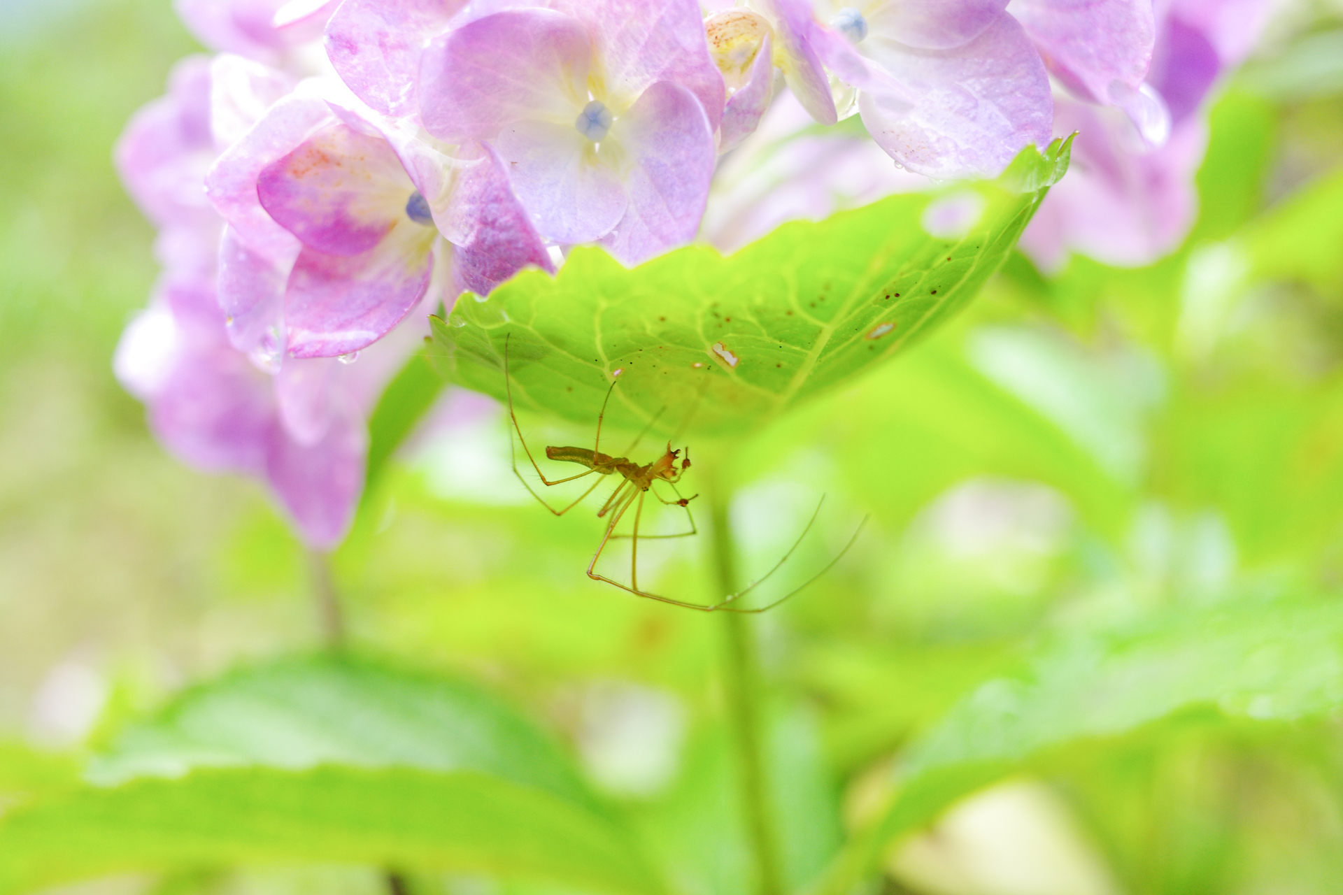 f:id:qayap:20200626231140j:plain