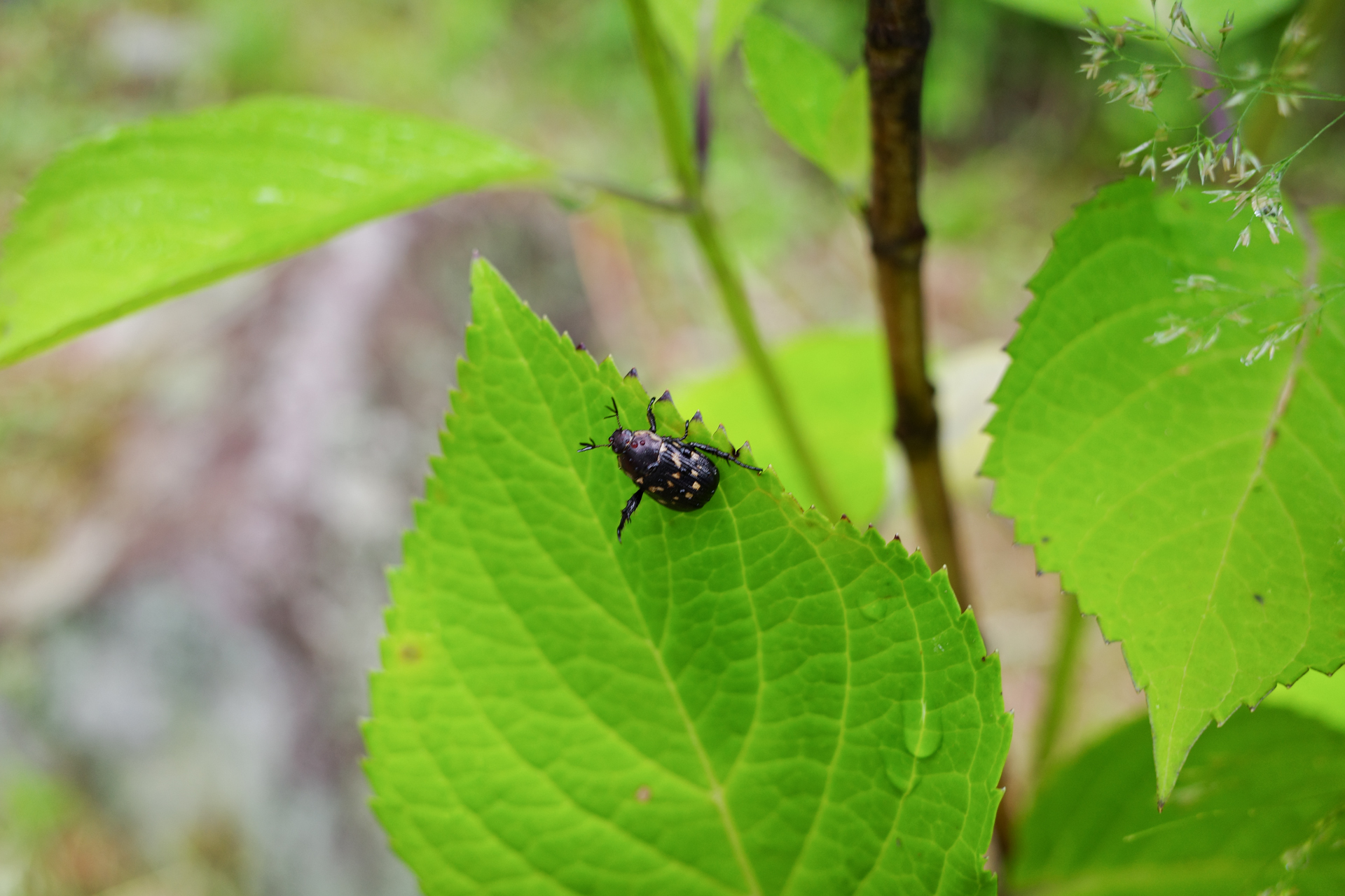 f:id:qayap:20200626231157j:plain