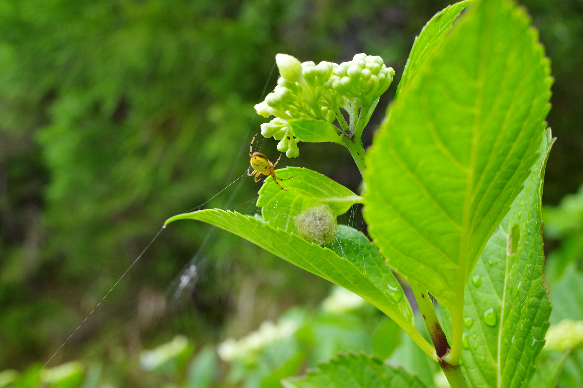 f:id:qayap:20200626231222j:plain