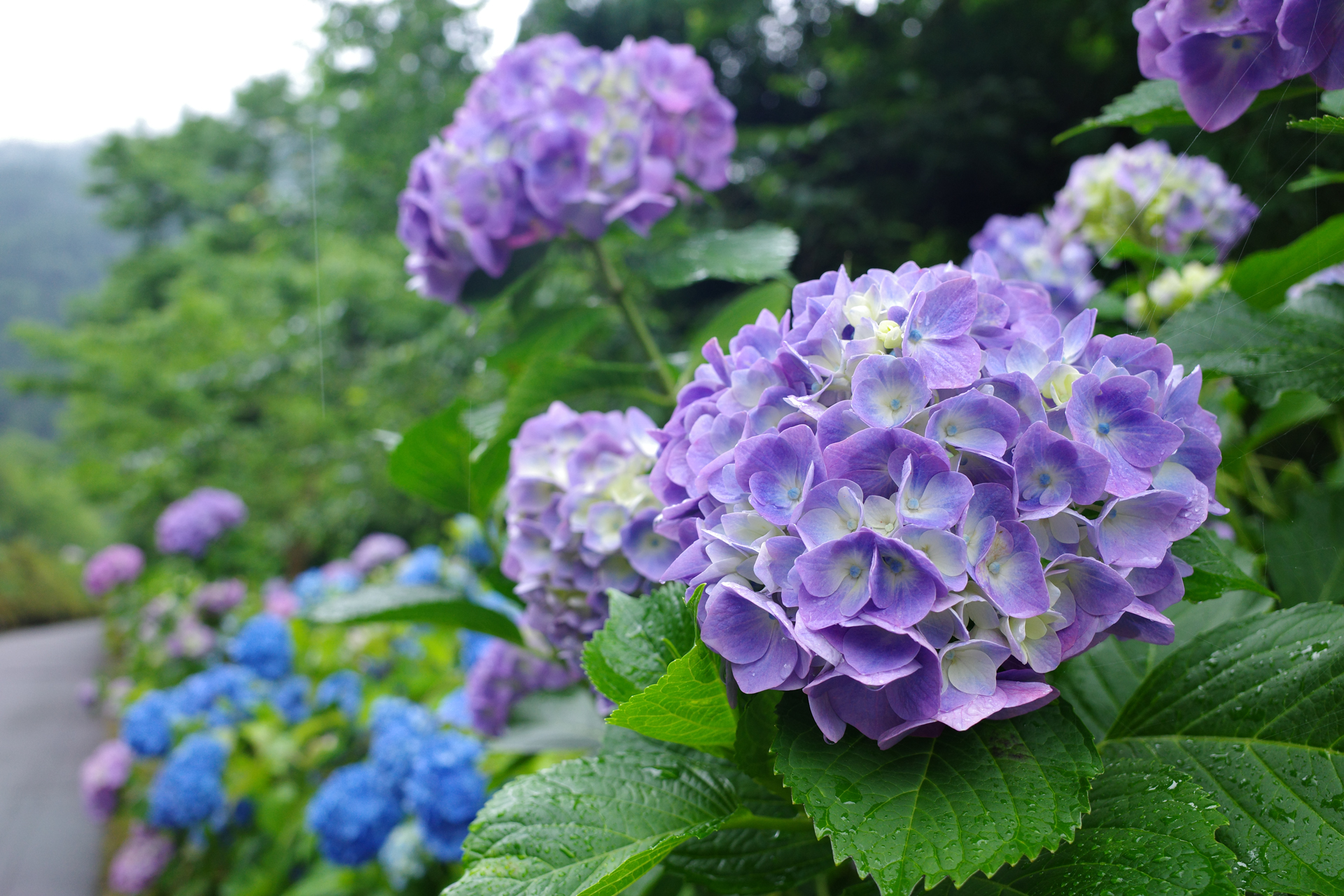 f:id:qayap:20200626231248j:plain