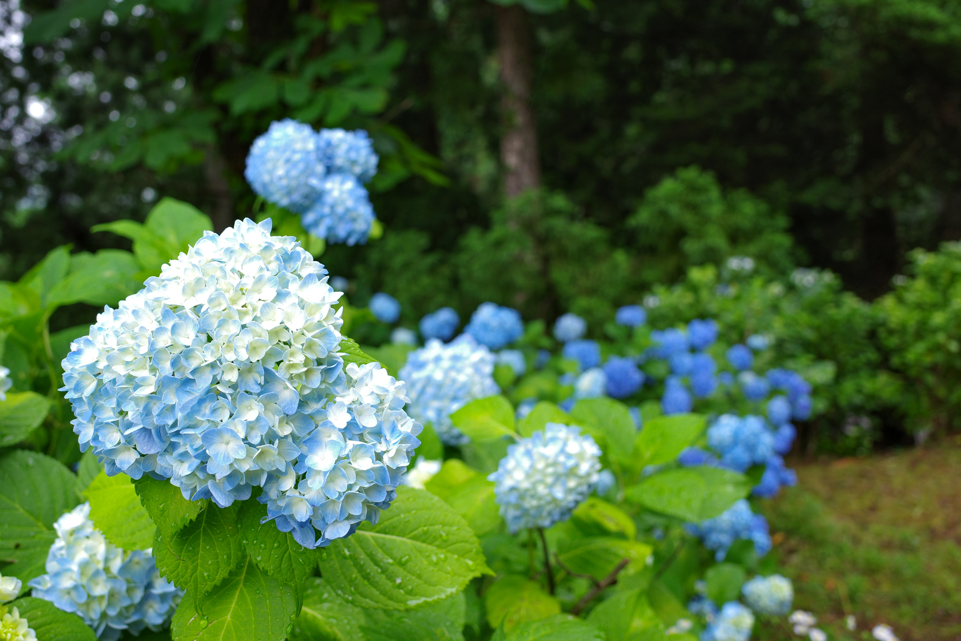 f:id:qayap:20200626231645j:plain