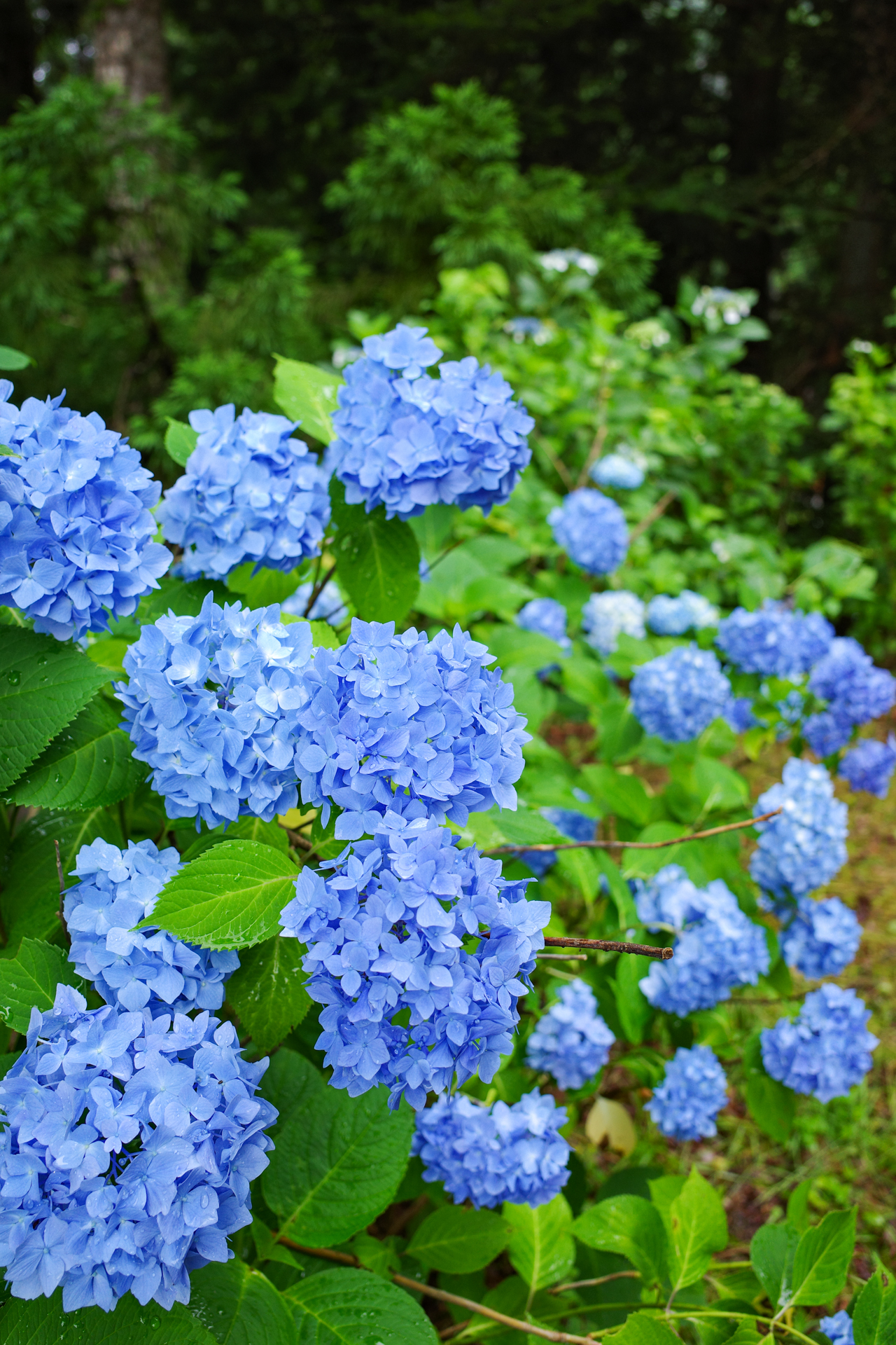 f:id:qayap:20200626231712j:plain