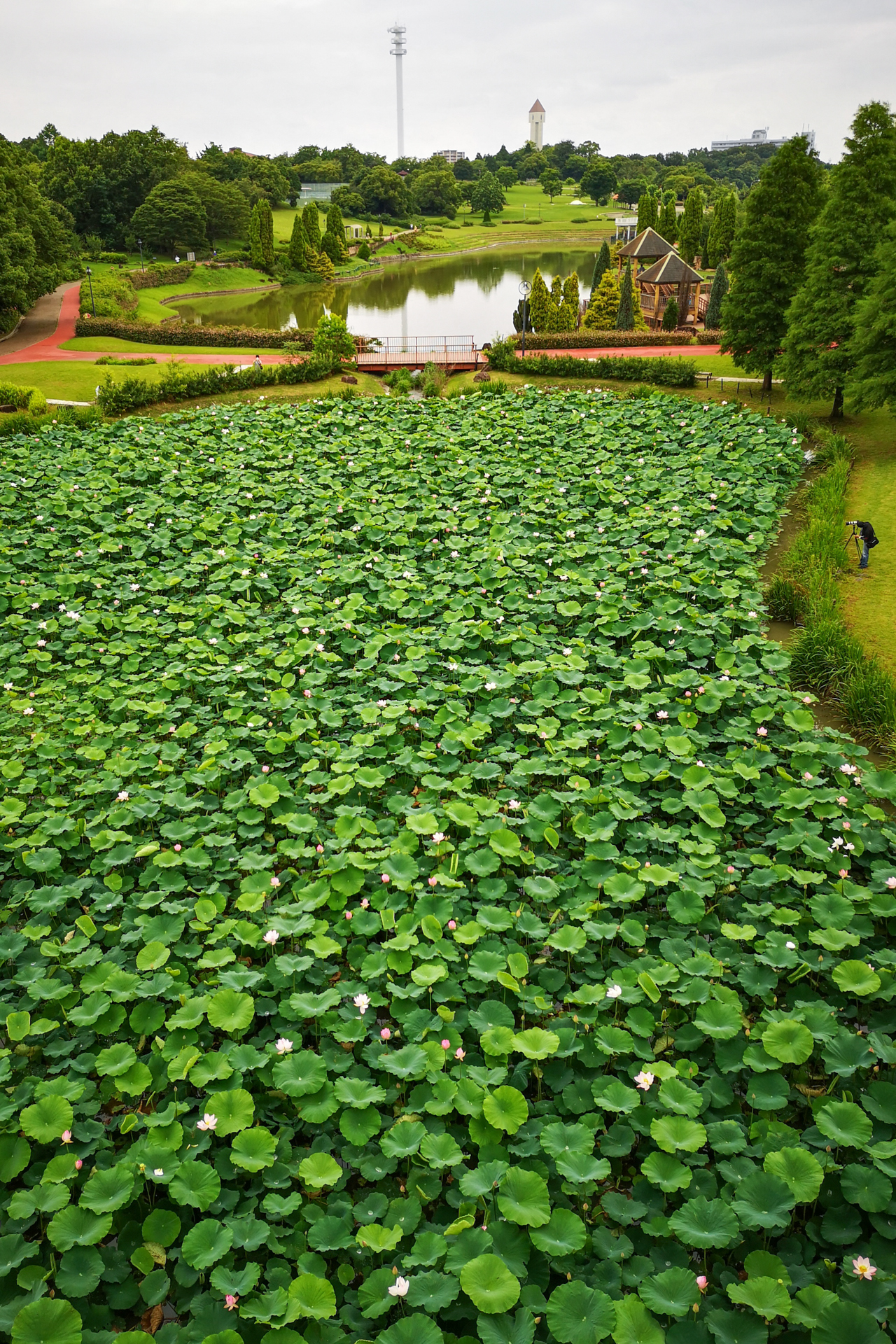 f:id:qayap:20200705205136j:plain